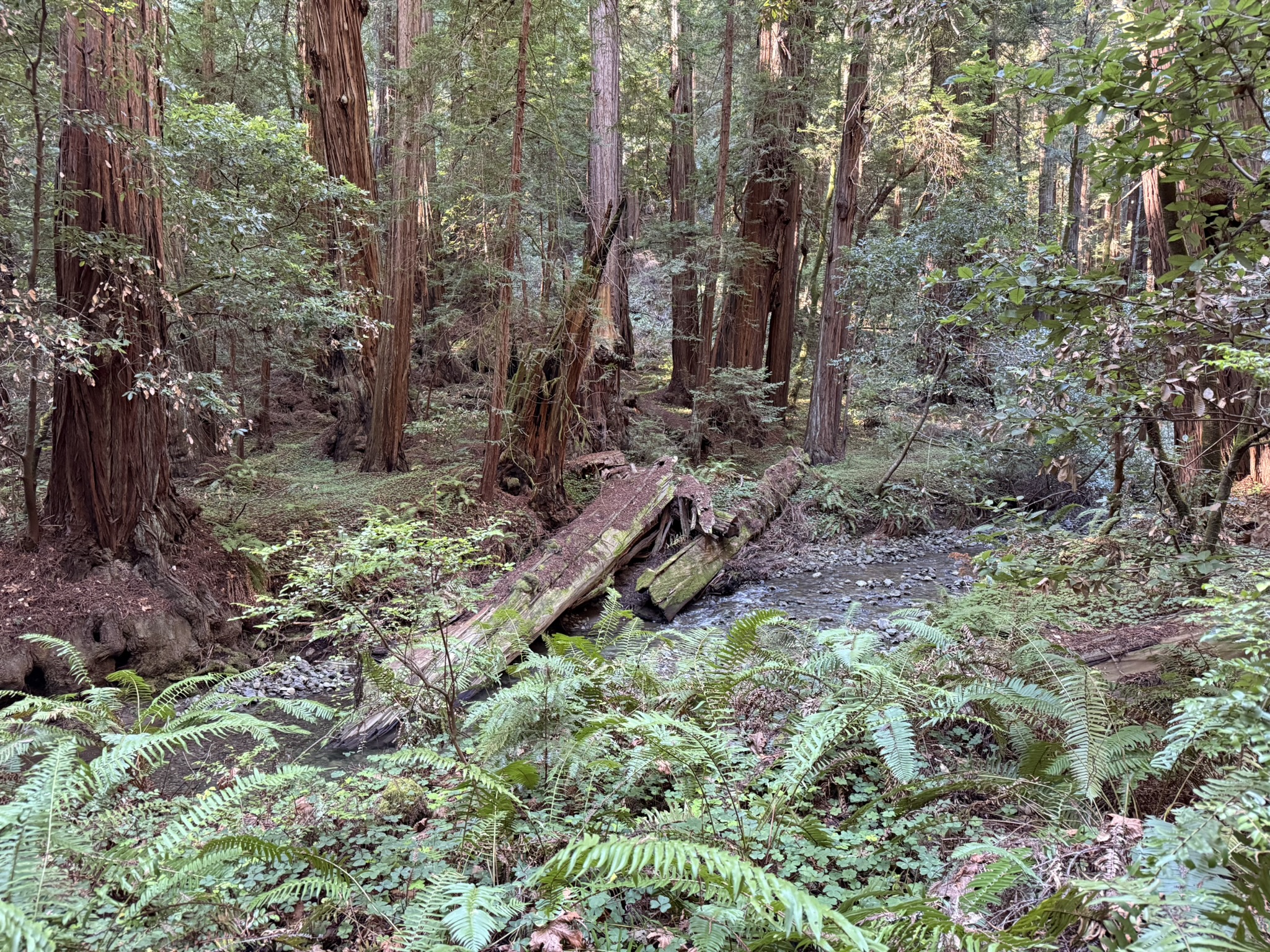 Muir Woods National Monument