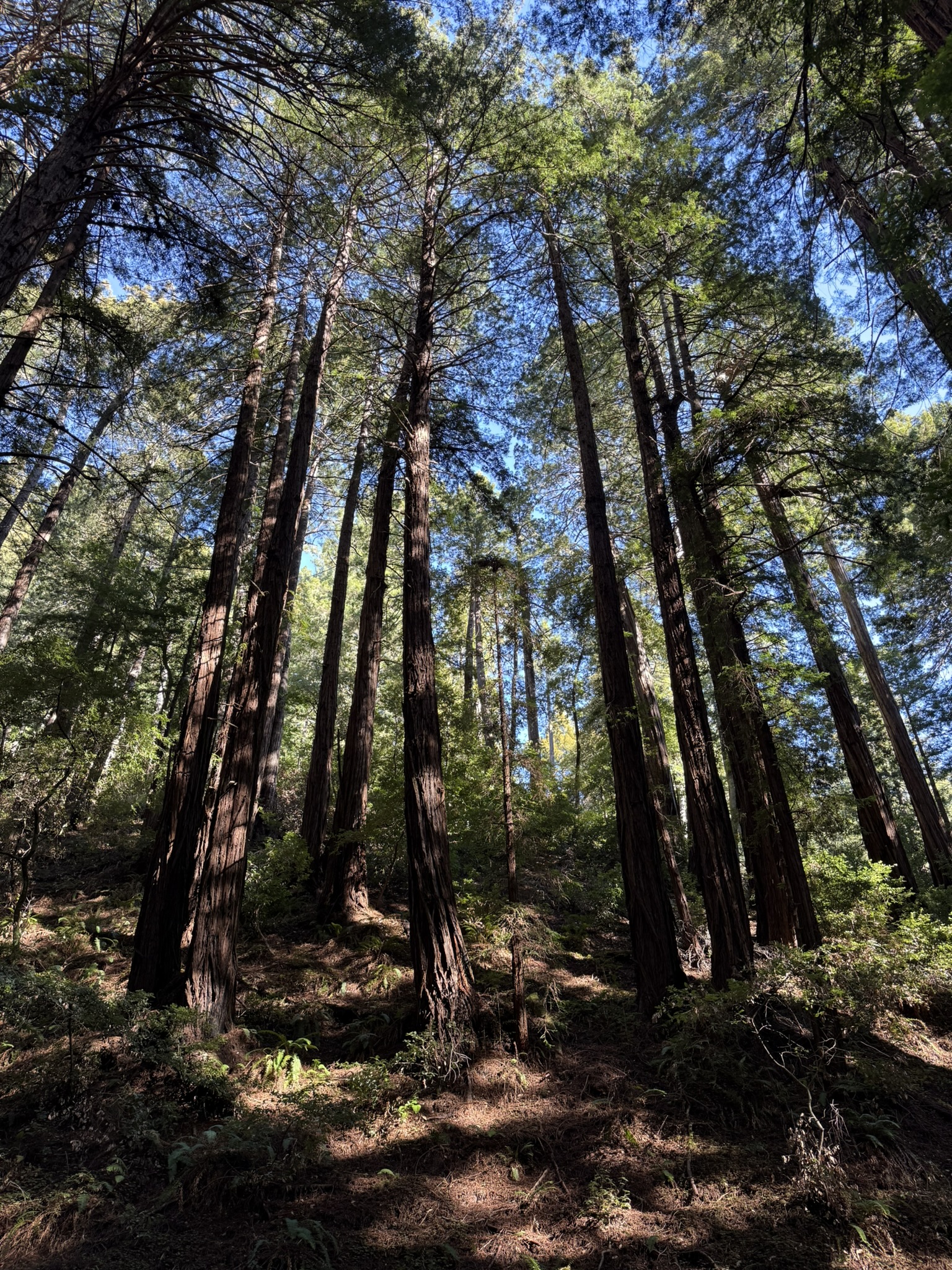 Muir Woods National Monument