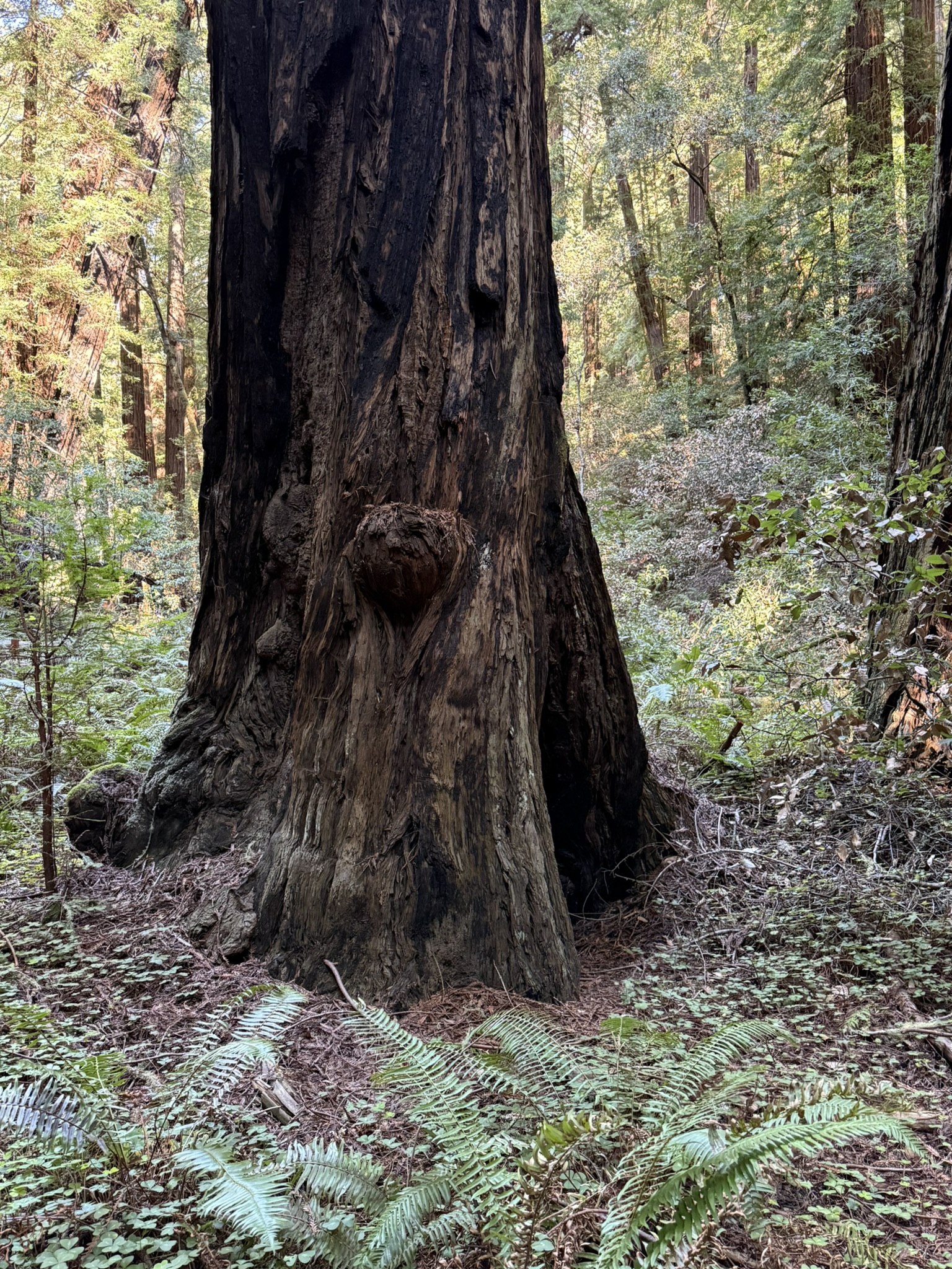 Muir Woods National Monument