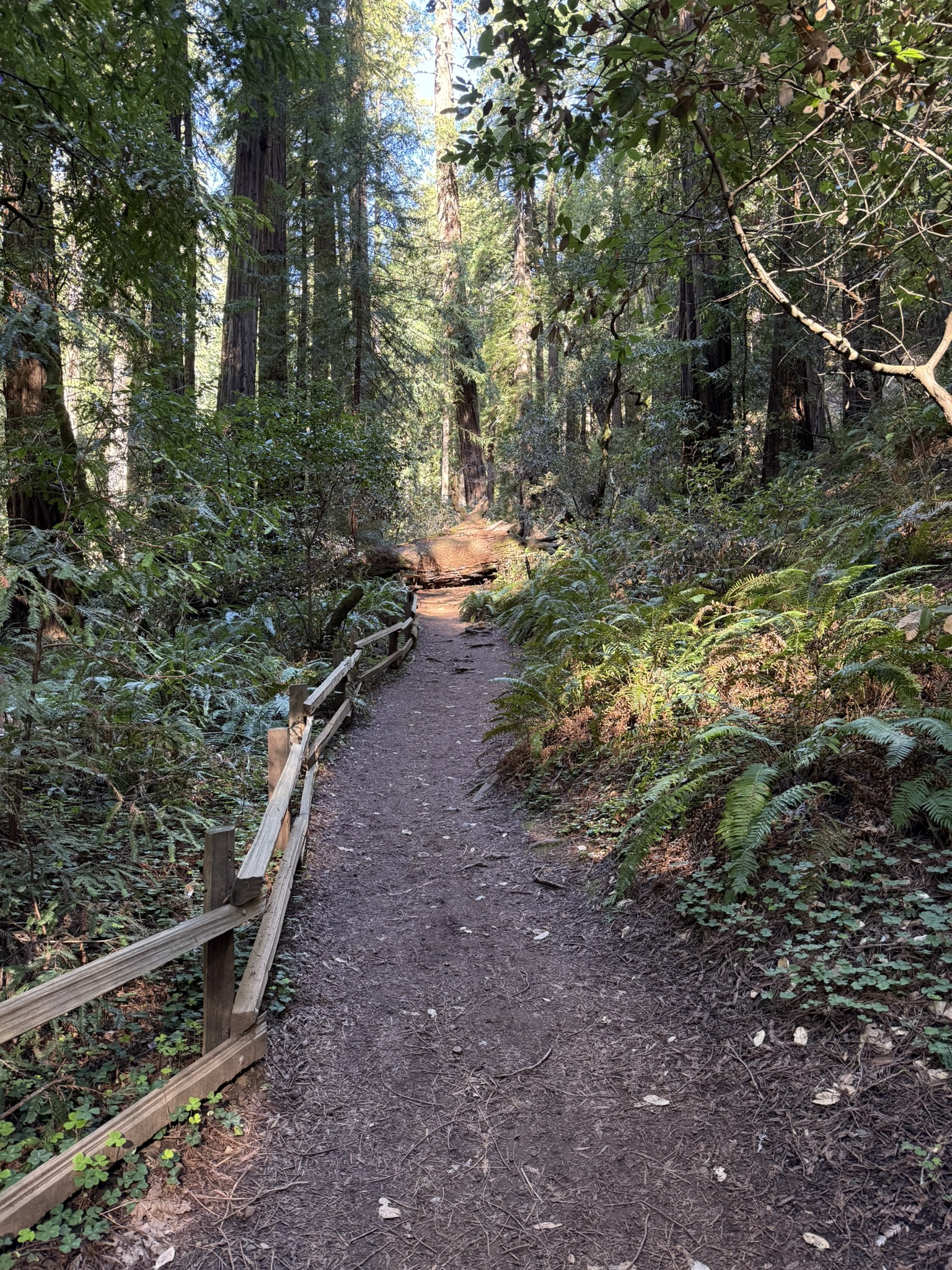 Muir Woods National Monument