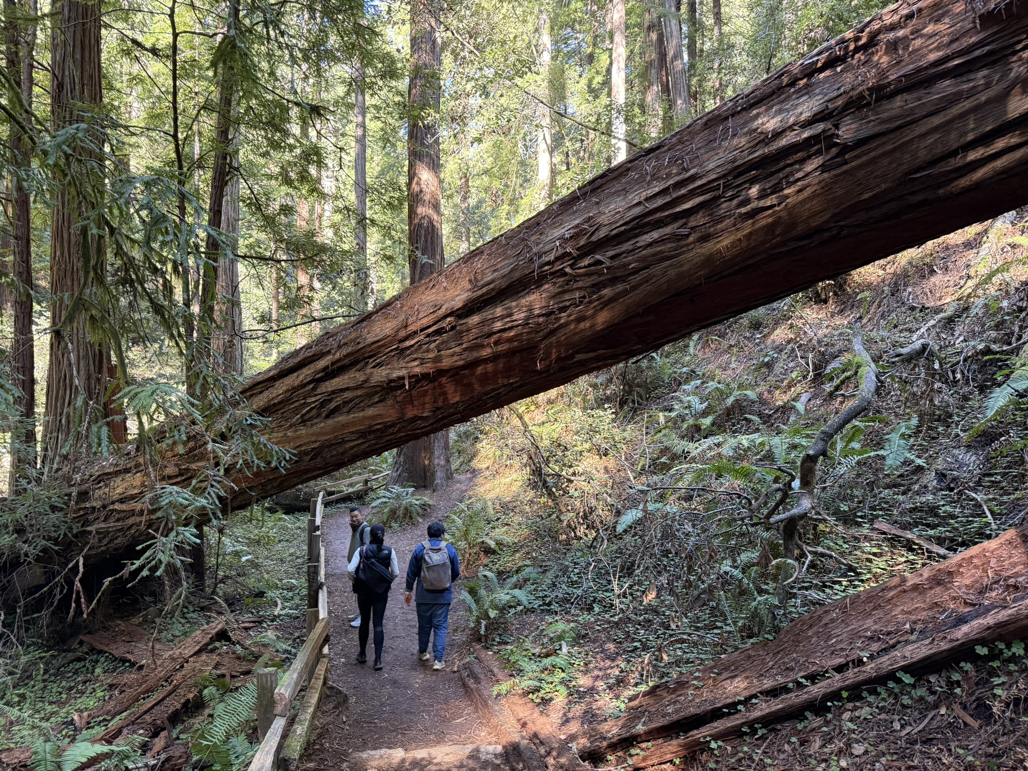 Muir Woods National Monument