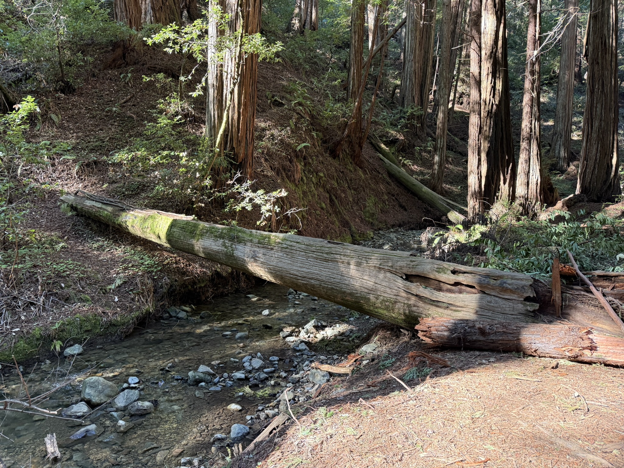 Muir Woods National Monument