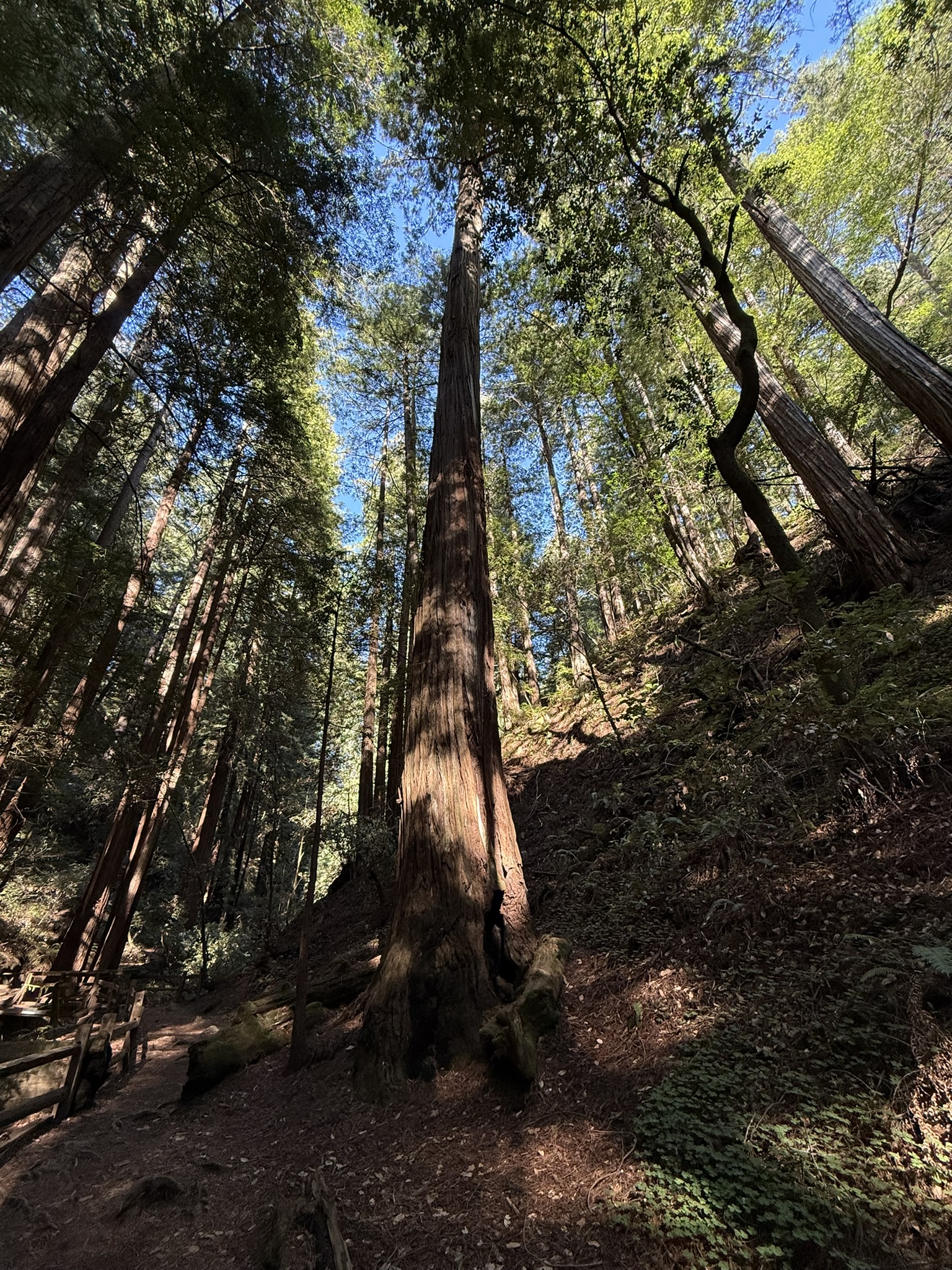 Muir Woods National Monument