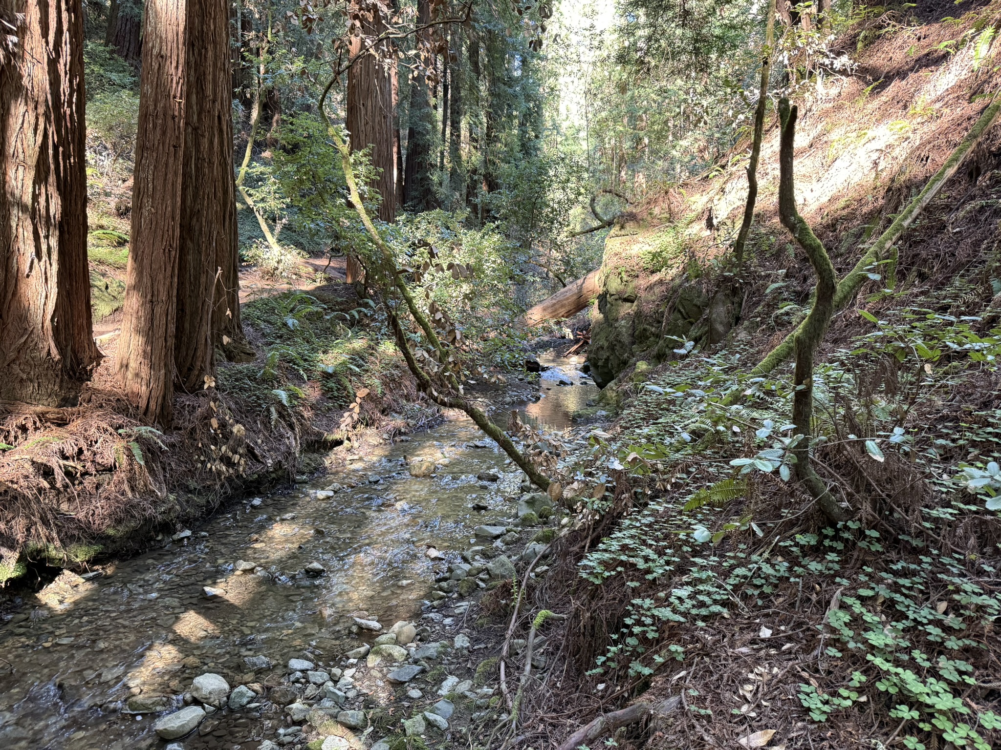 Muir Woods National Monument