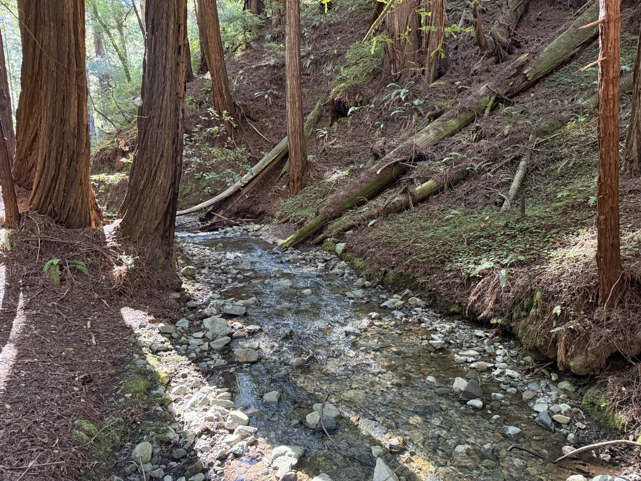 Muir Woods National Monument