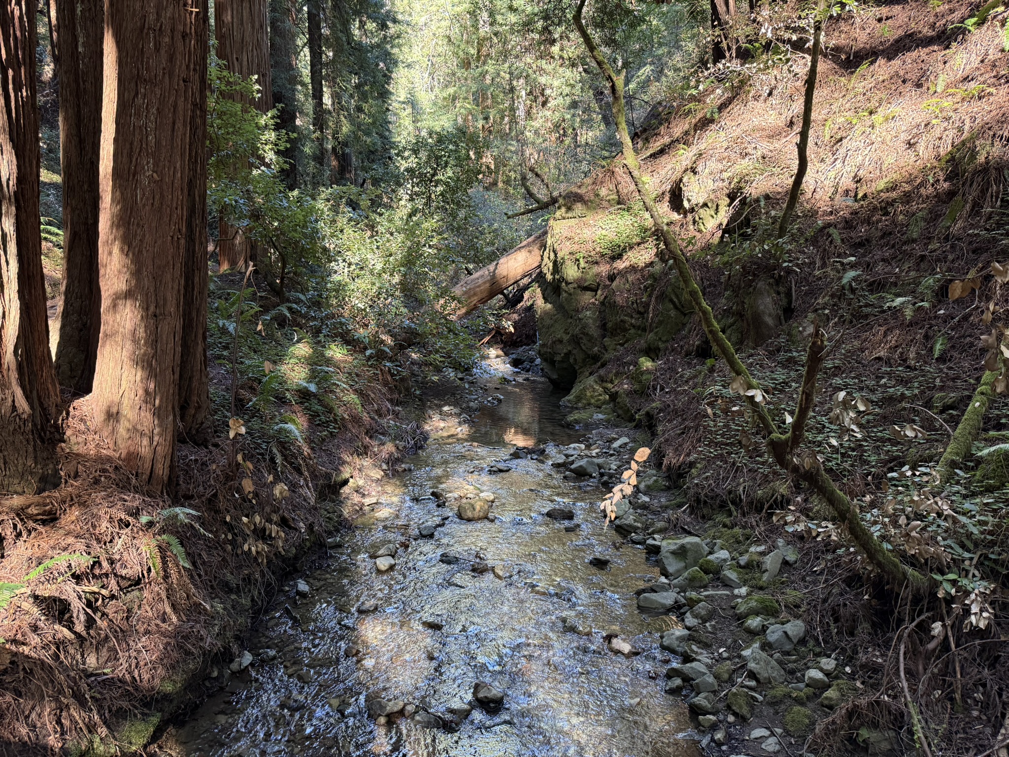 Muir Woods National Monument