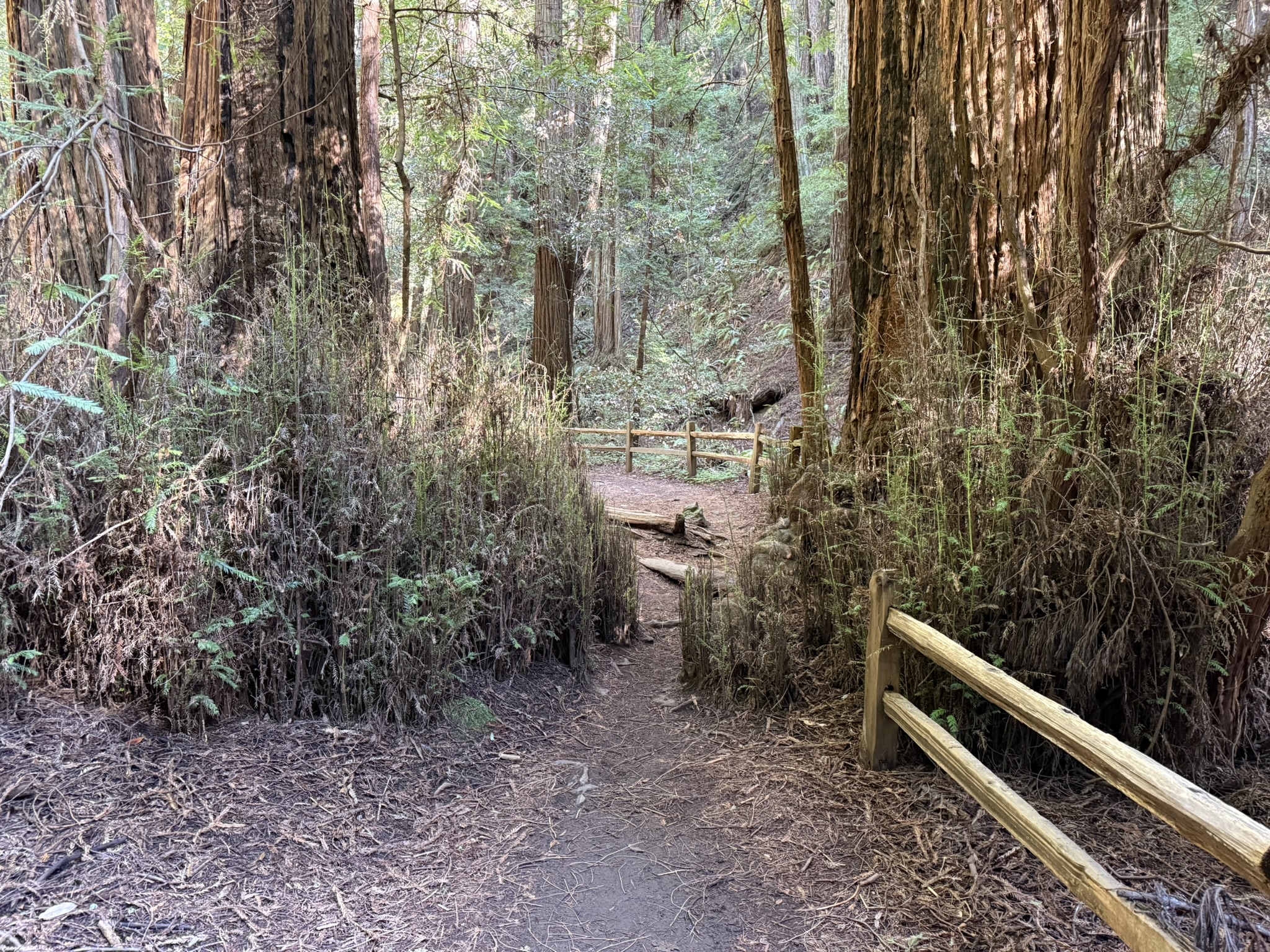 Muir Woods National Monument