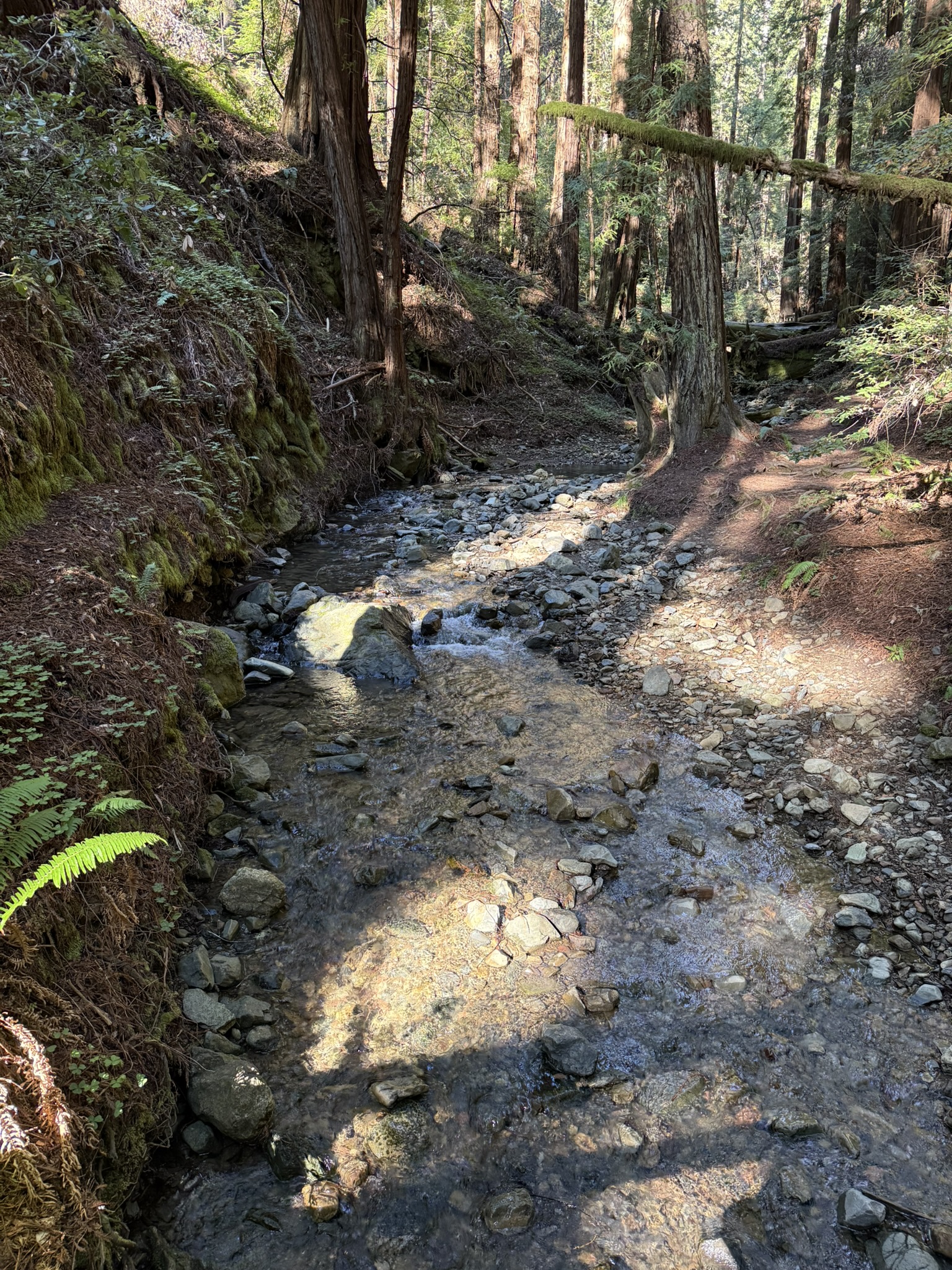 Muir Woods National Monument