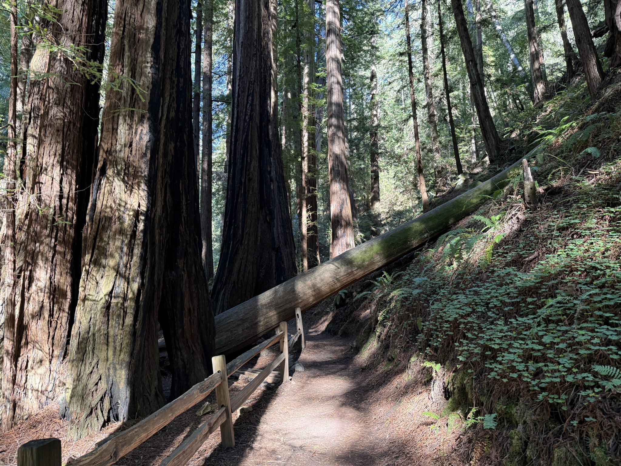 Muir Woods National Monument