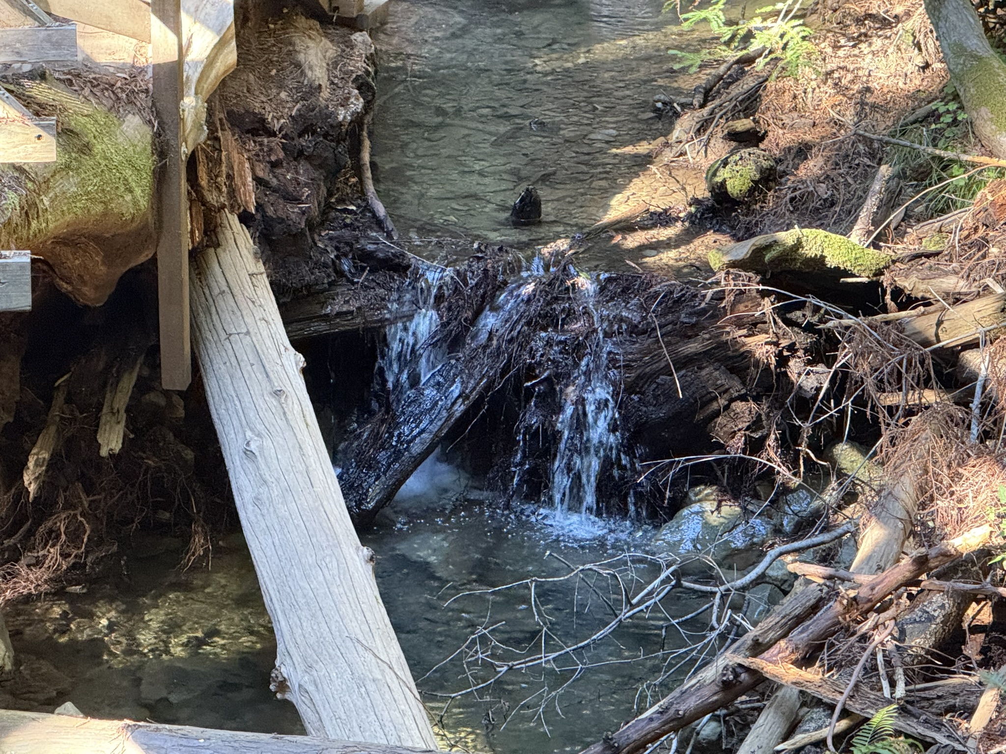 Fern Creek Trail