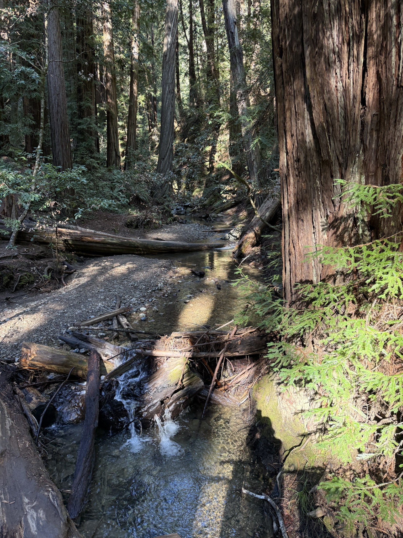 Fern Creek Trail