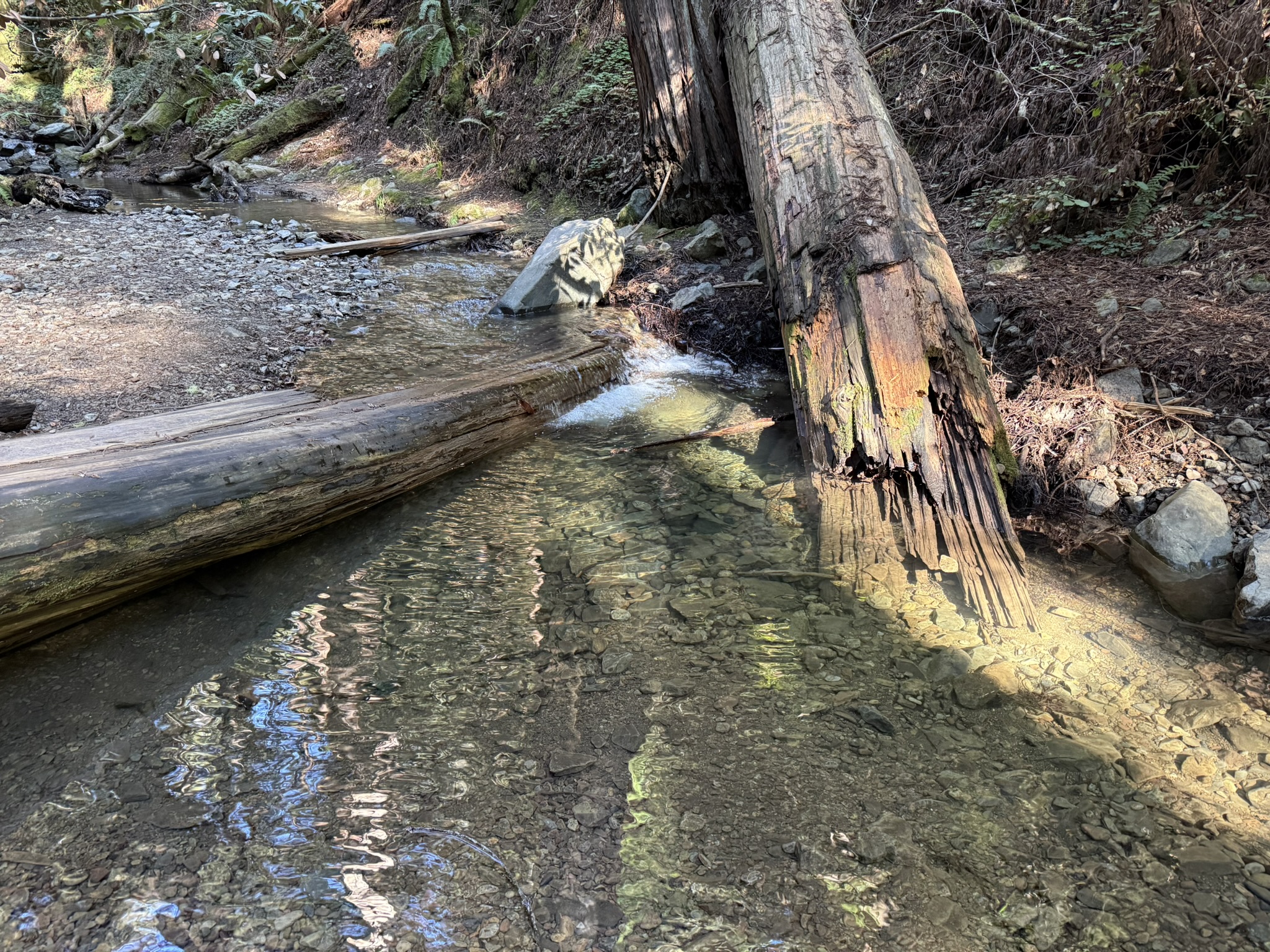 Fern Creek Trail