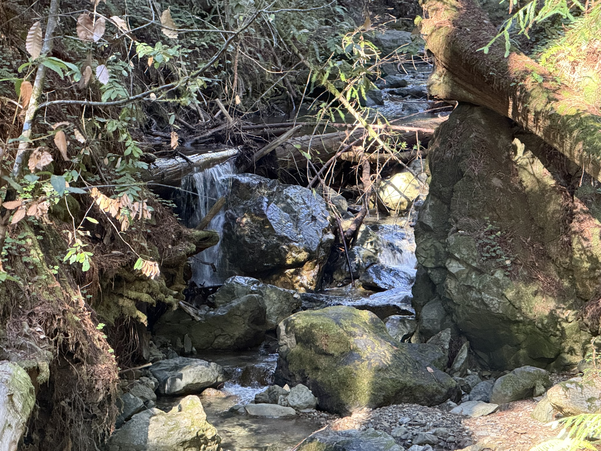 Fern Creek Trail