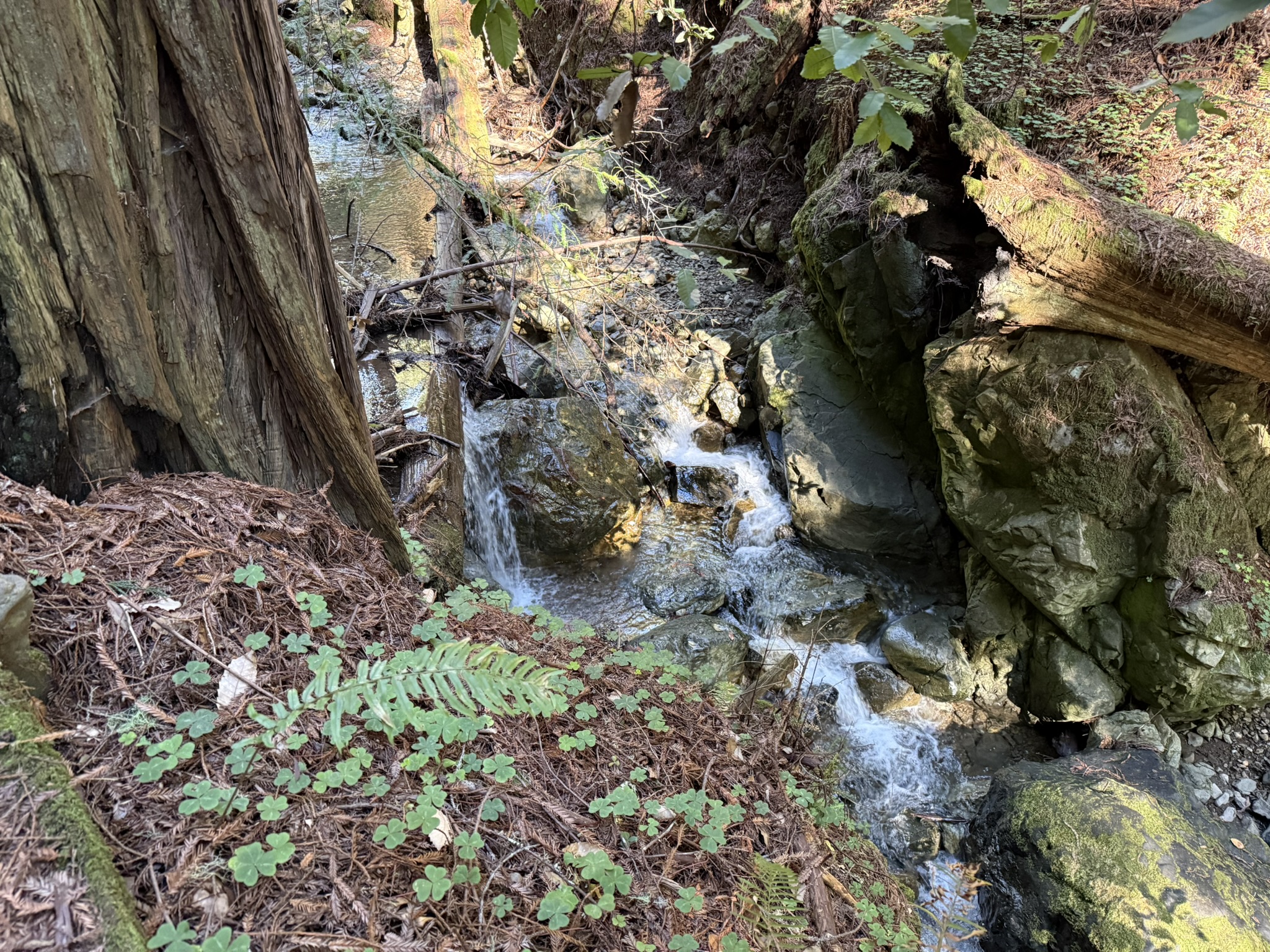 Fern Creek Trail