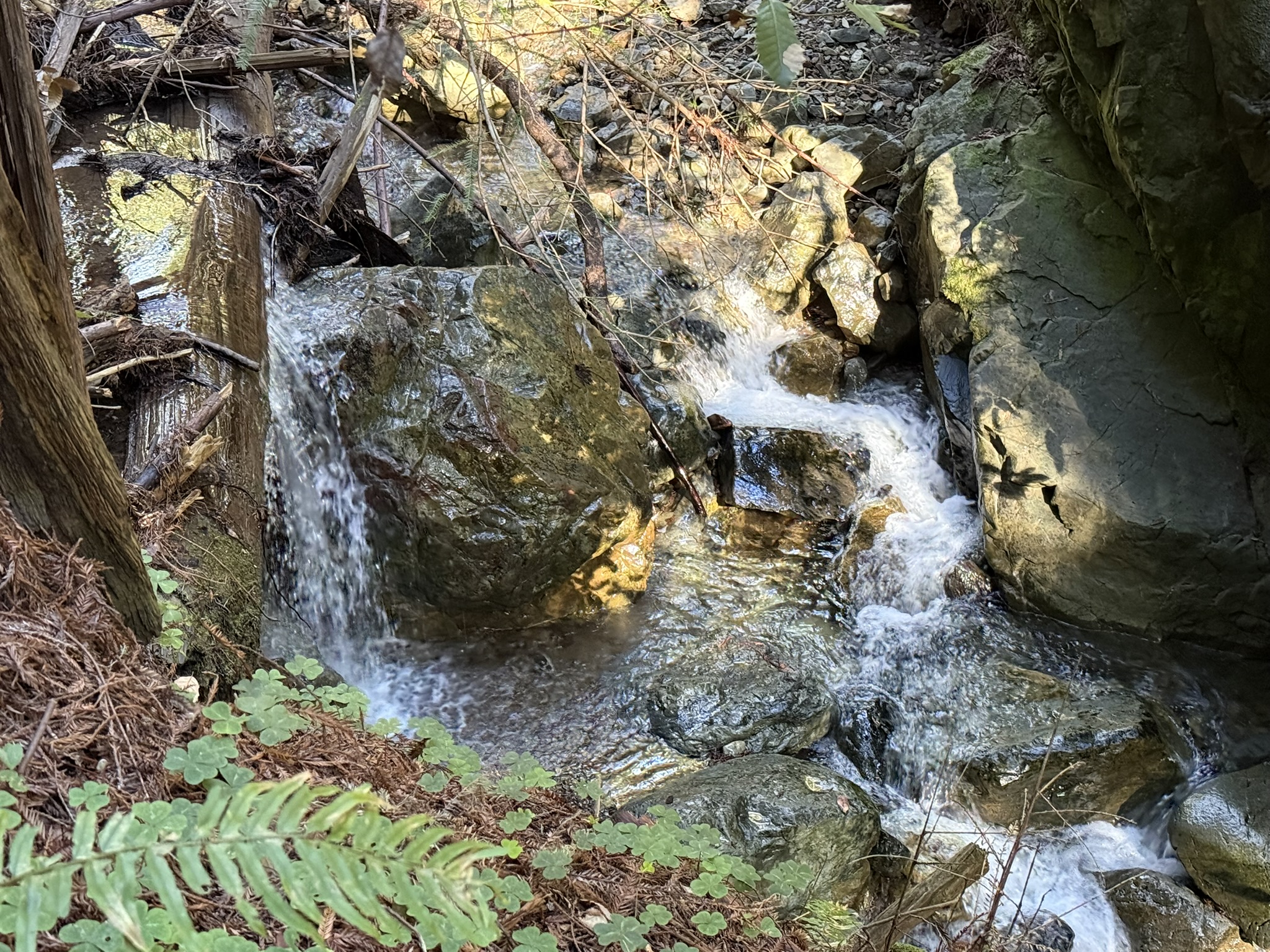 Fern Creek Trail