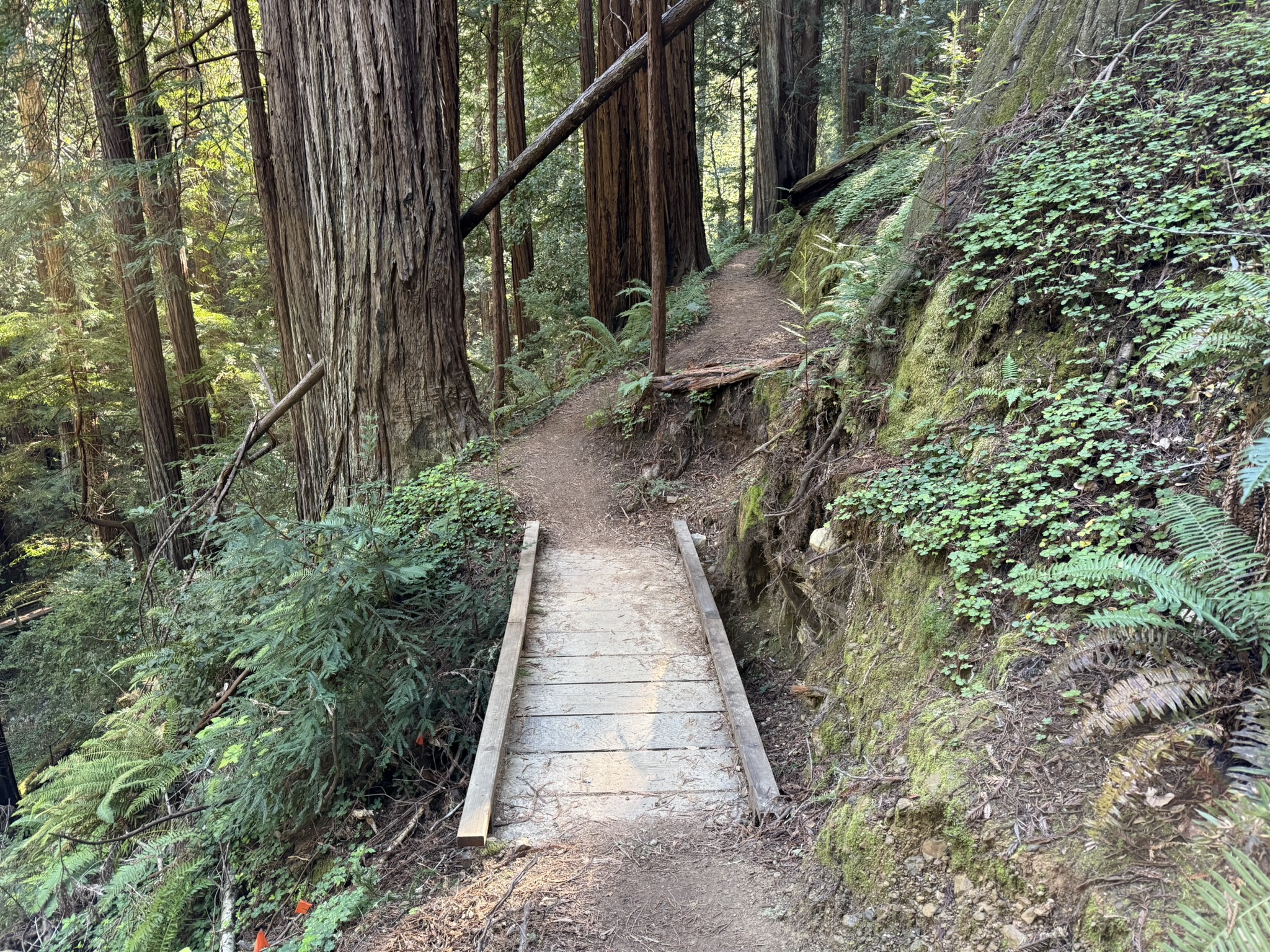 Fern Creek Trail