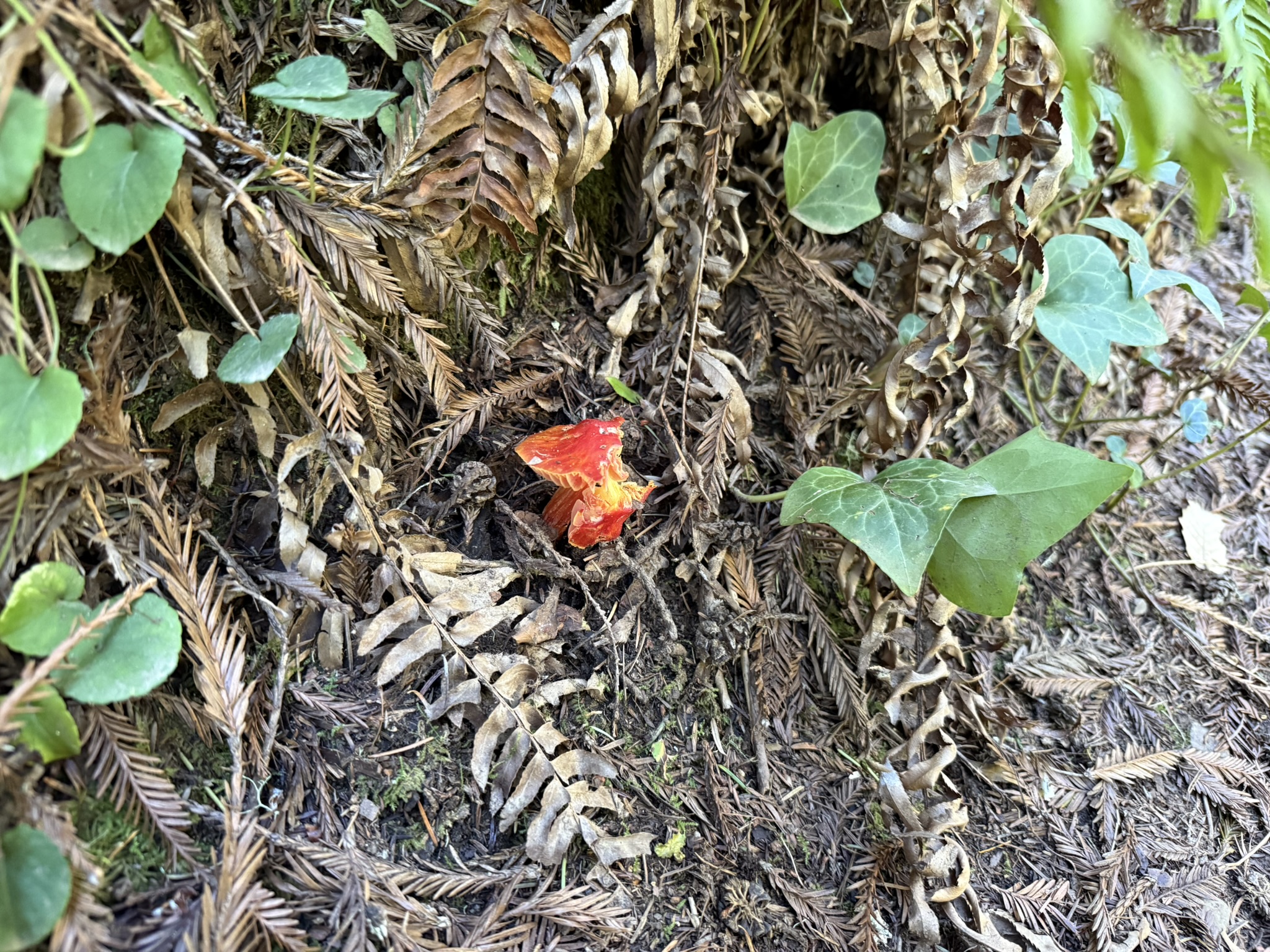 Fern Creek Trail