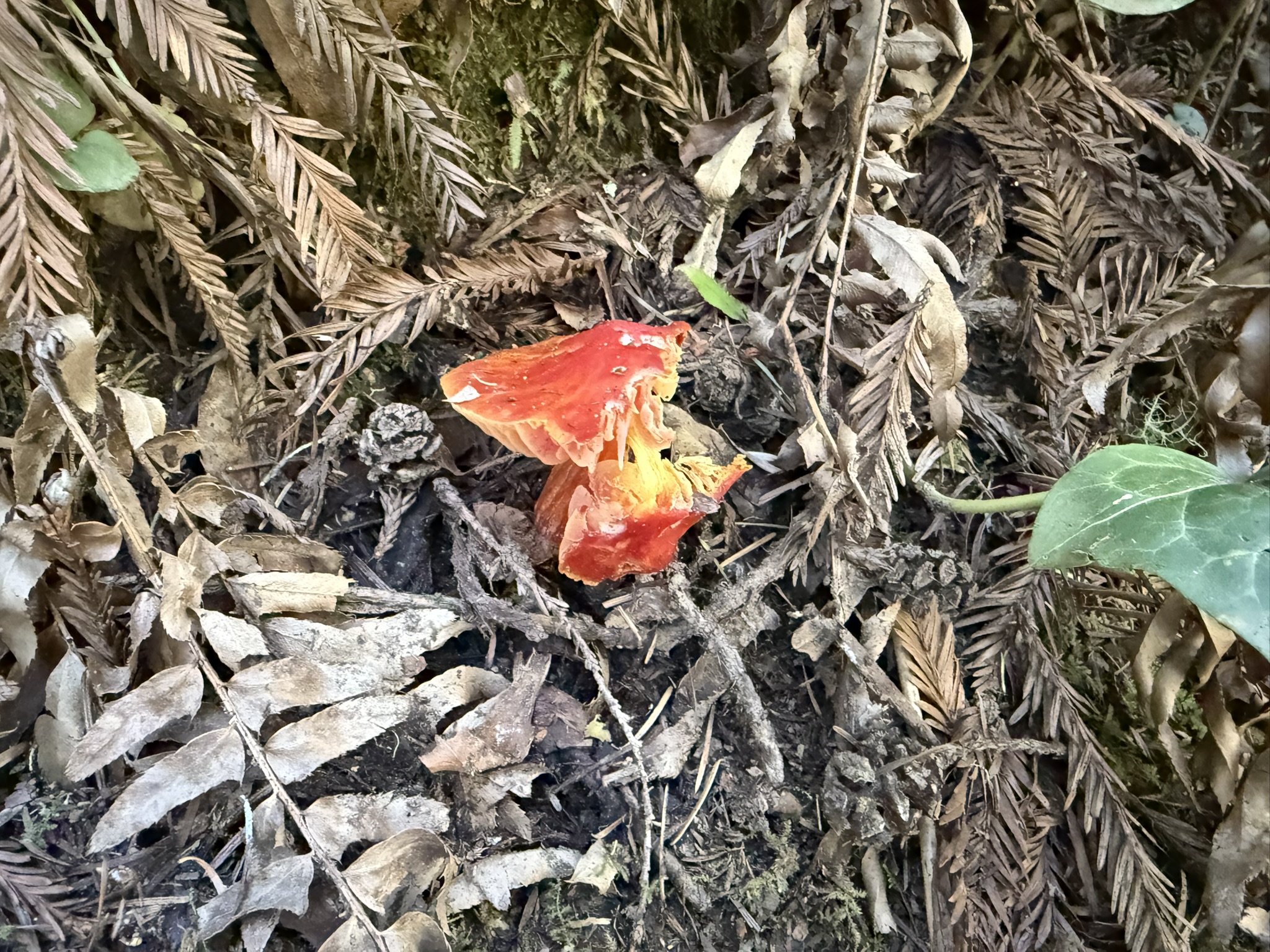 Fern Creek Trail