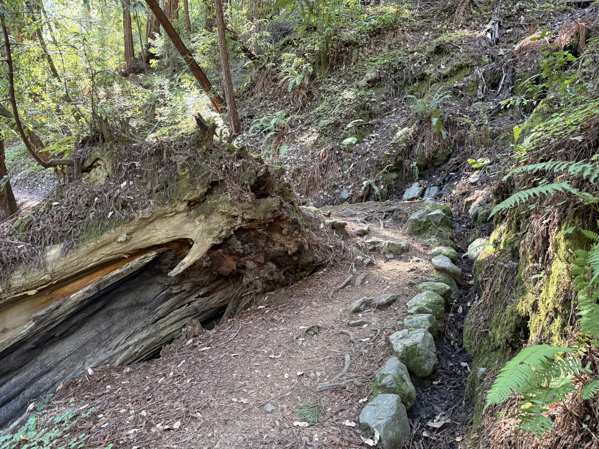 Fern Creek Trail