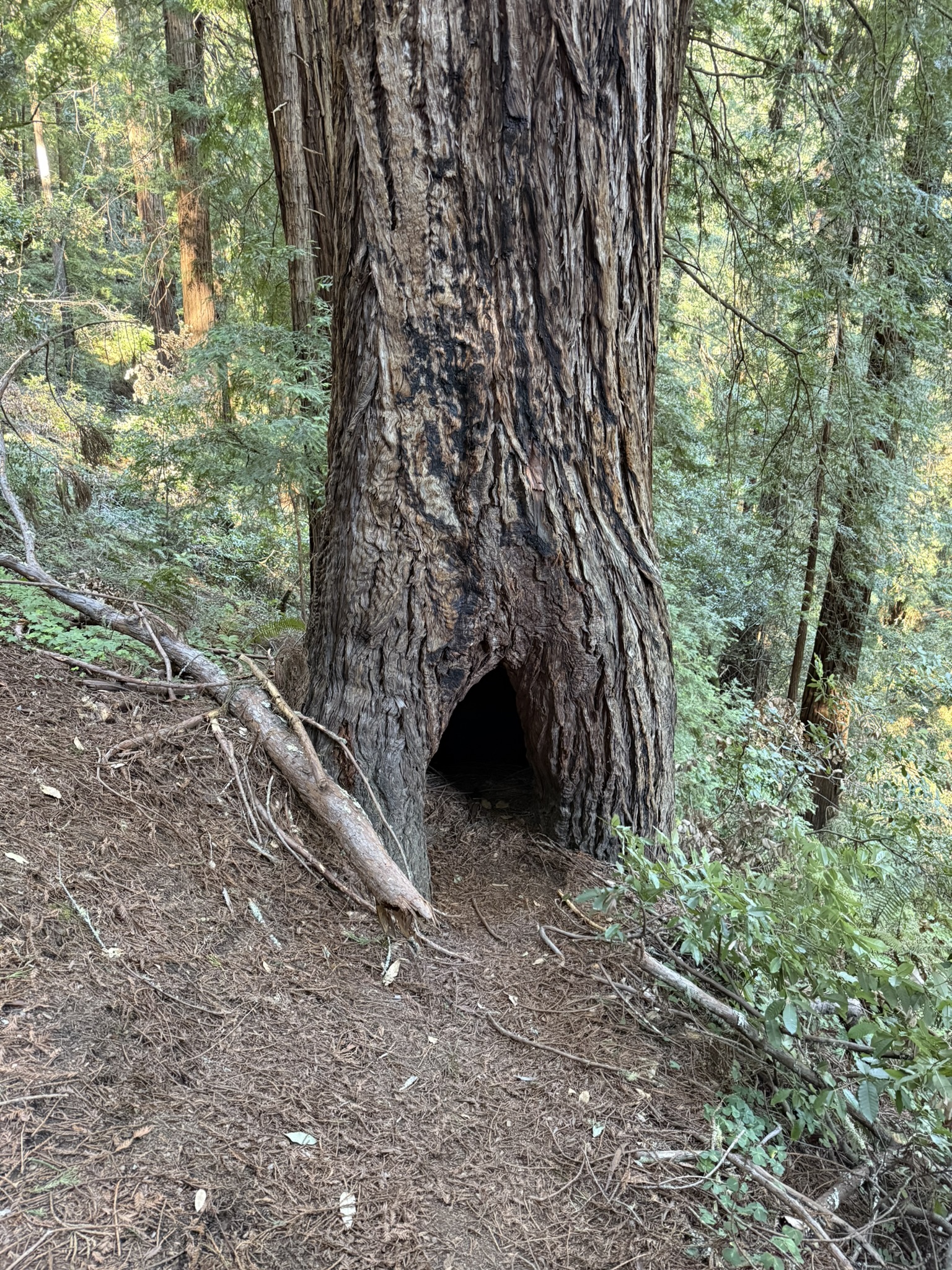 Fern Creek Trail