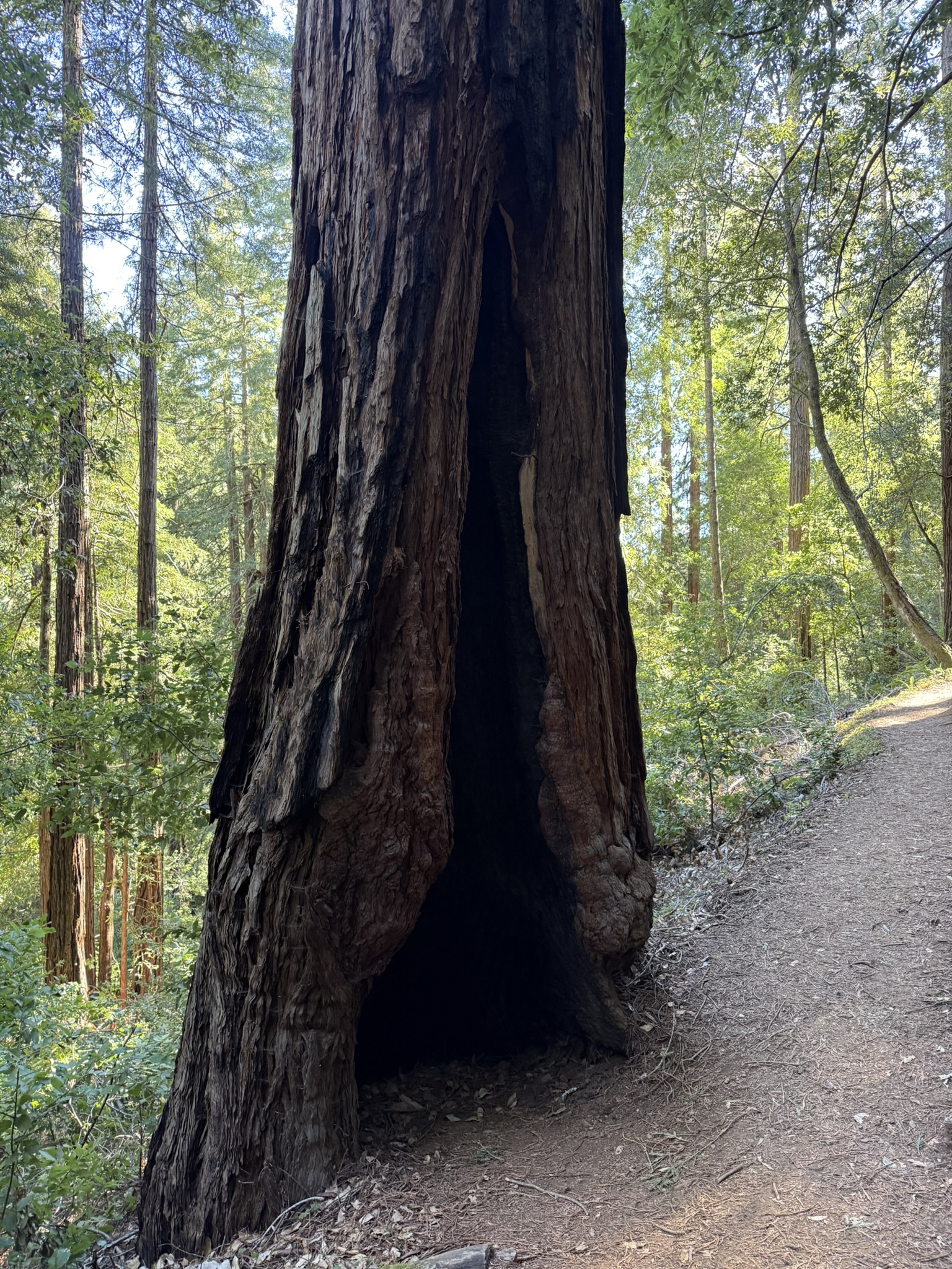 Fern Creek Trail