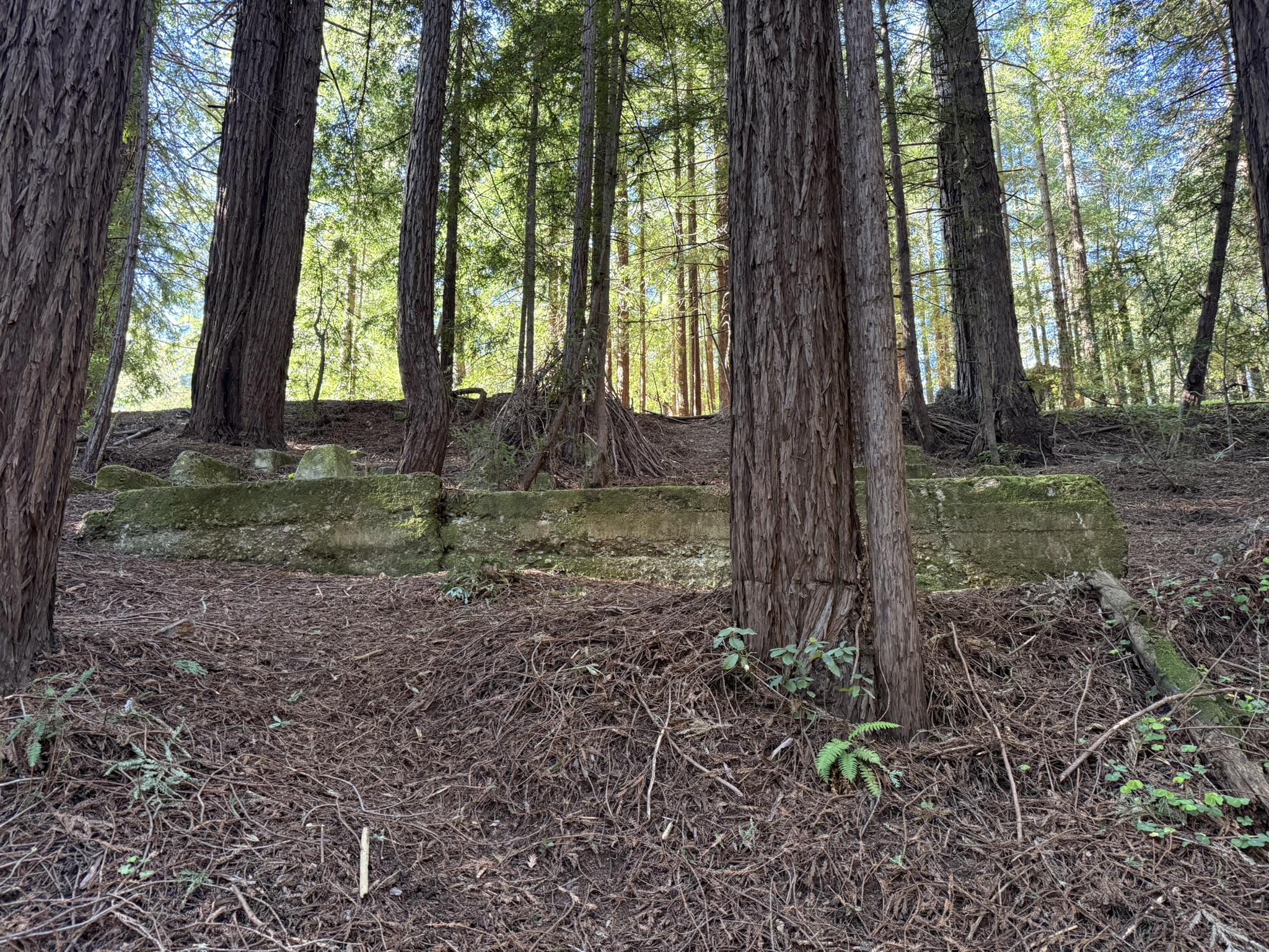 Fern Creek Trail