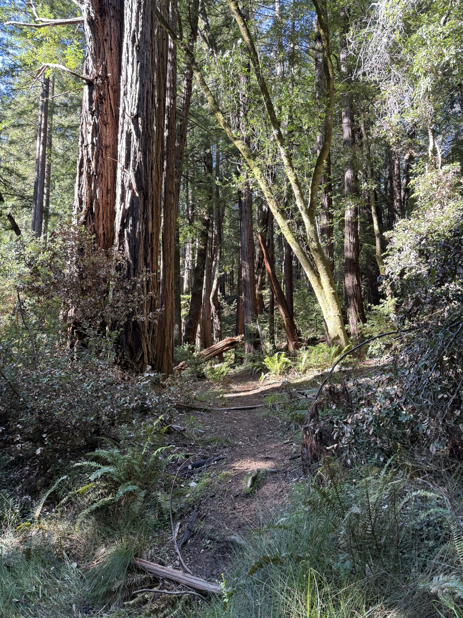 Camp Eastwood Trail