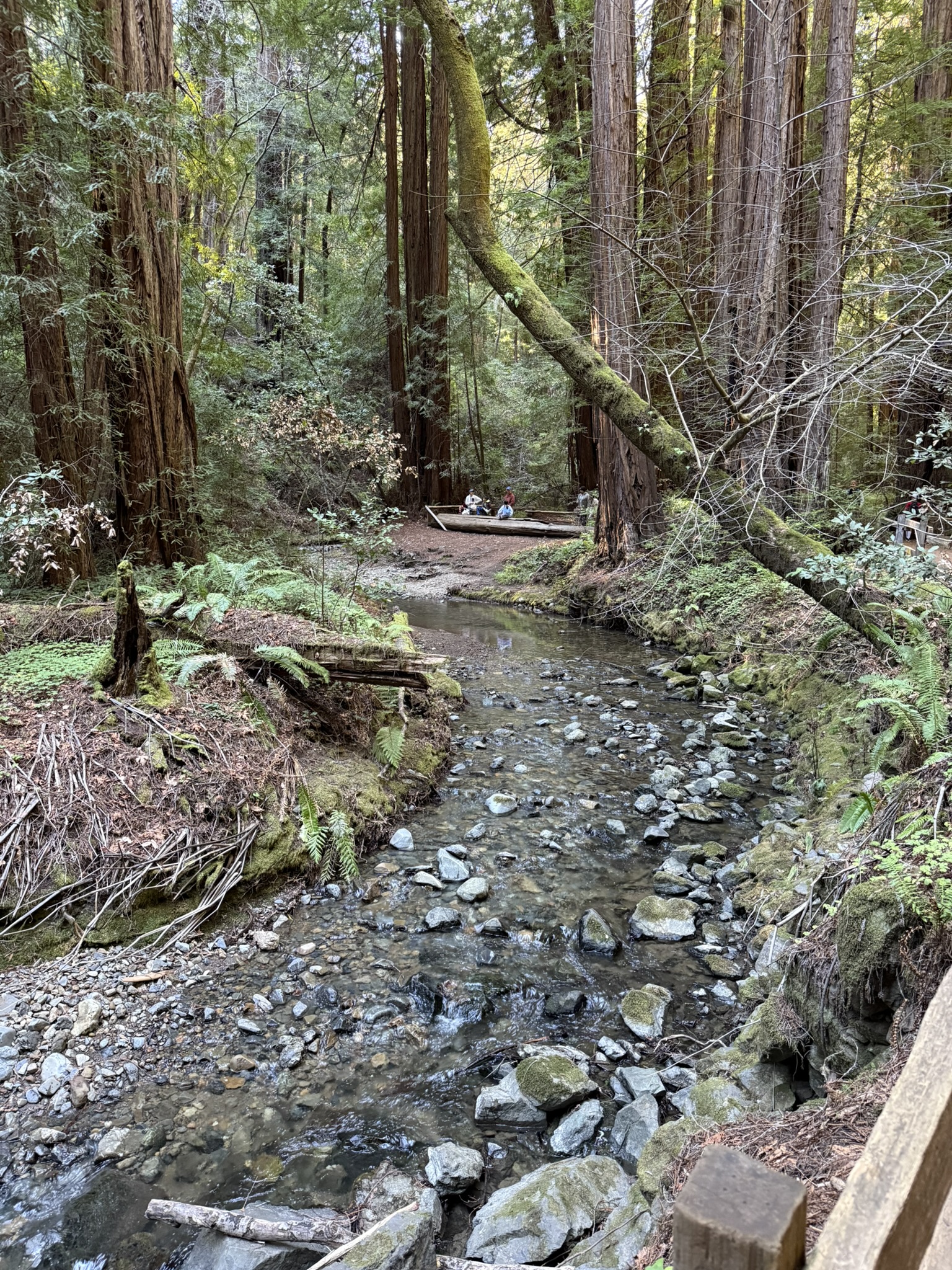 Muir Woods National Monument