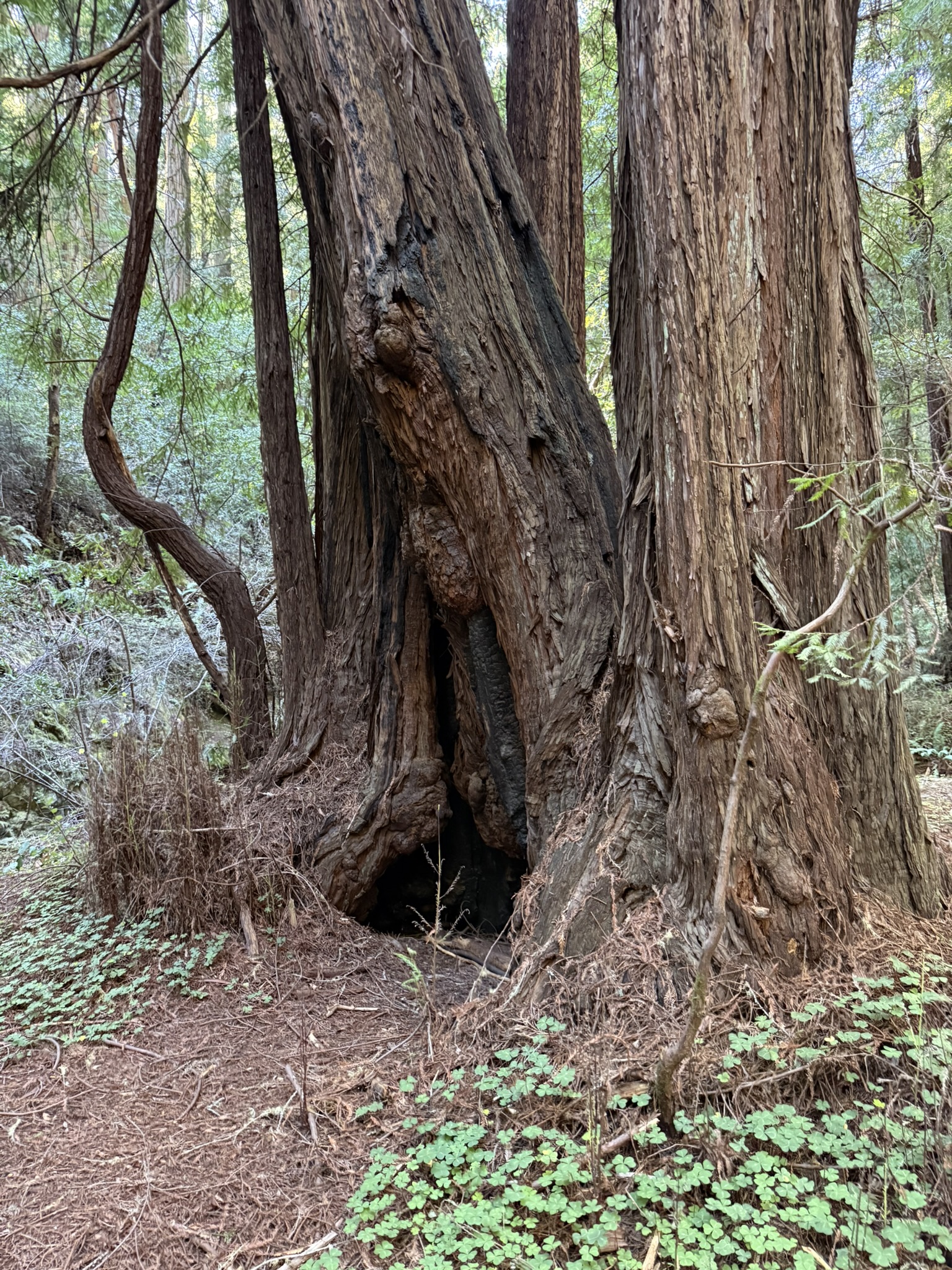 Muir Woods National Monument