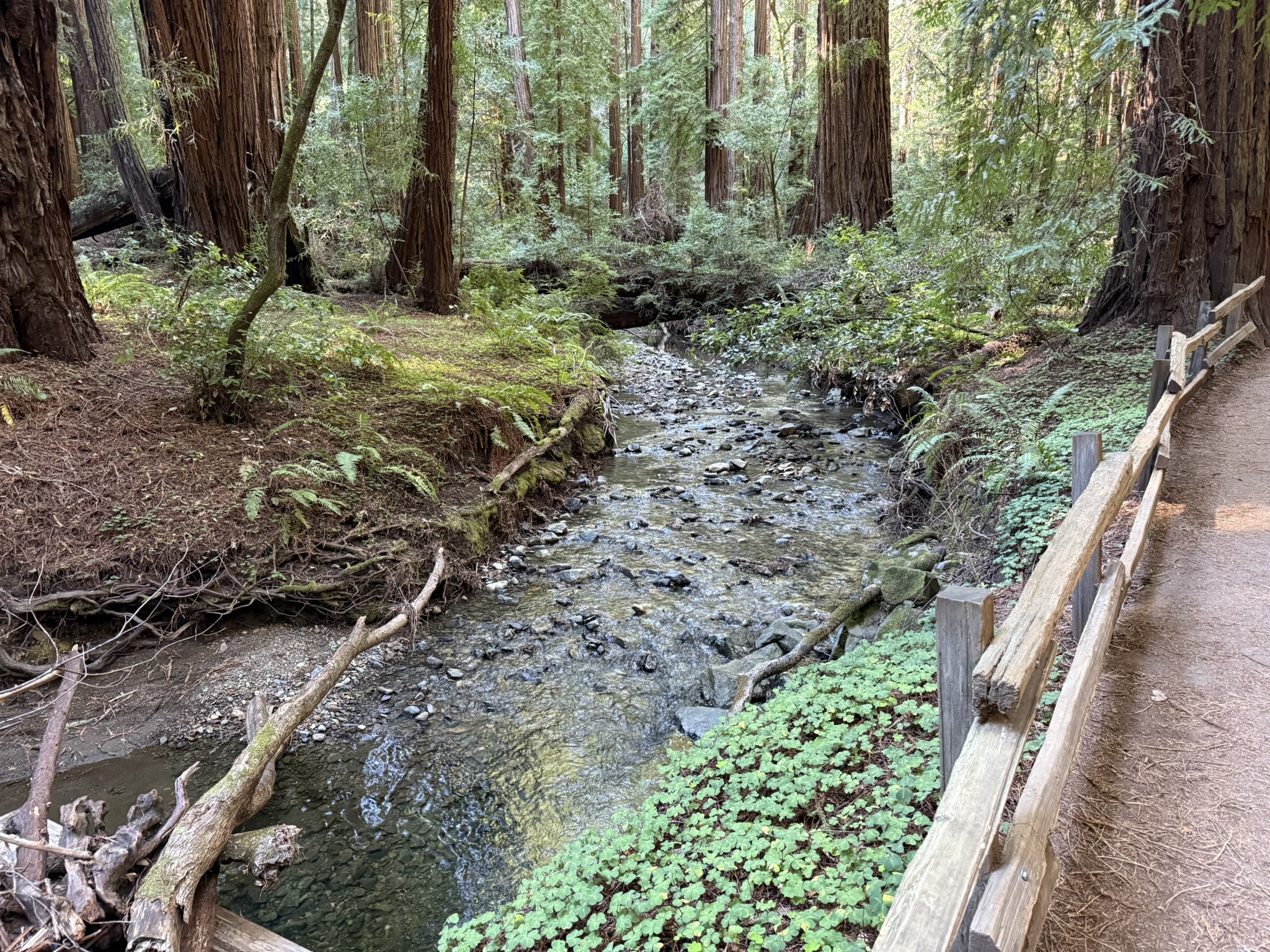 Muir Woods National Monument