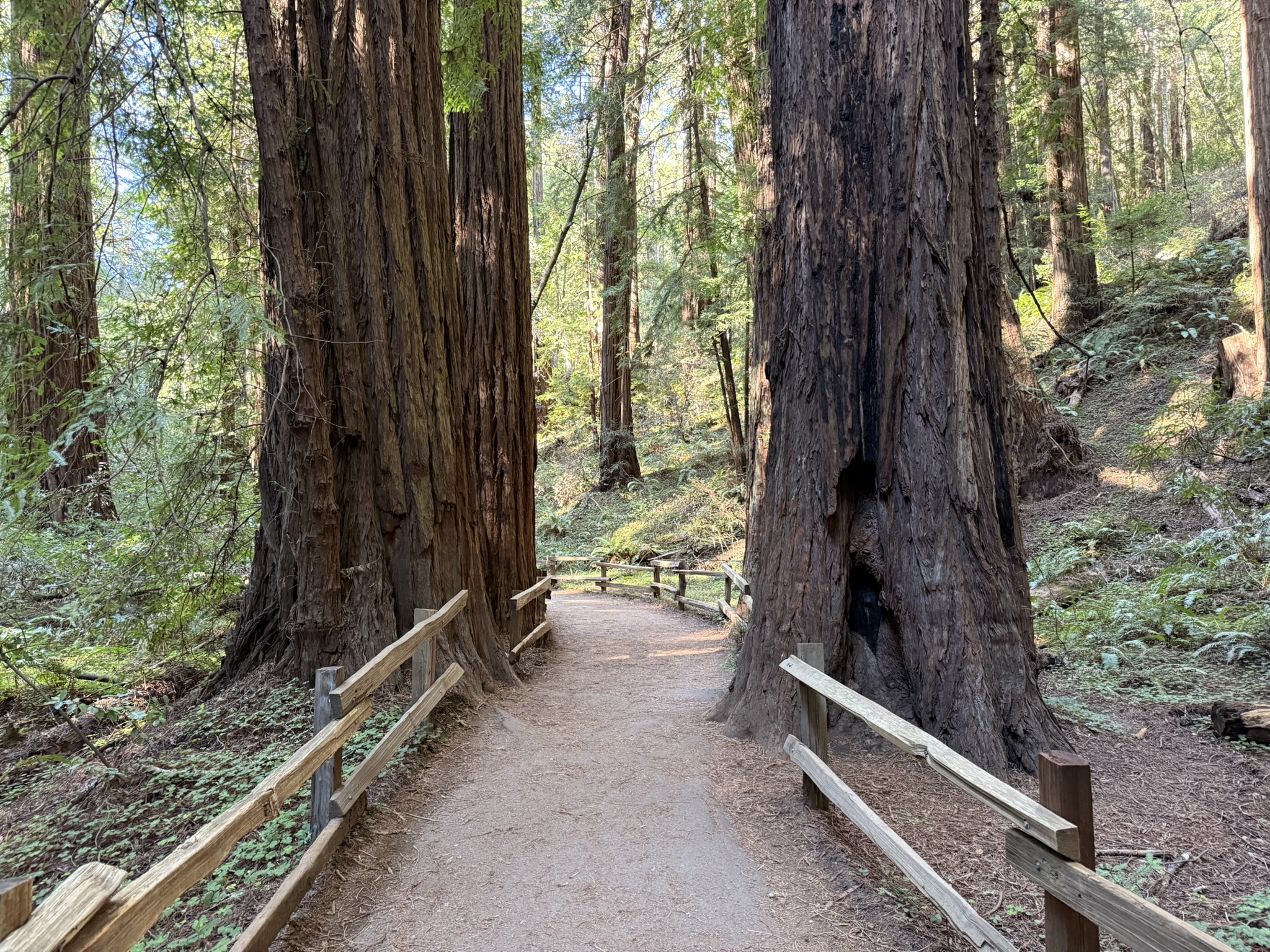 Muir Woods National Monument