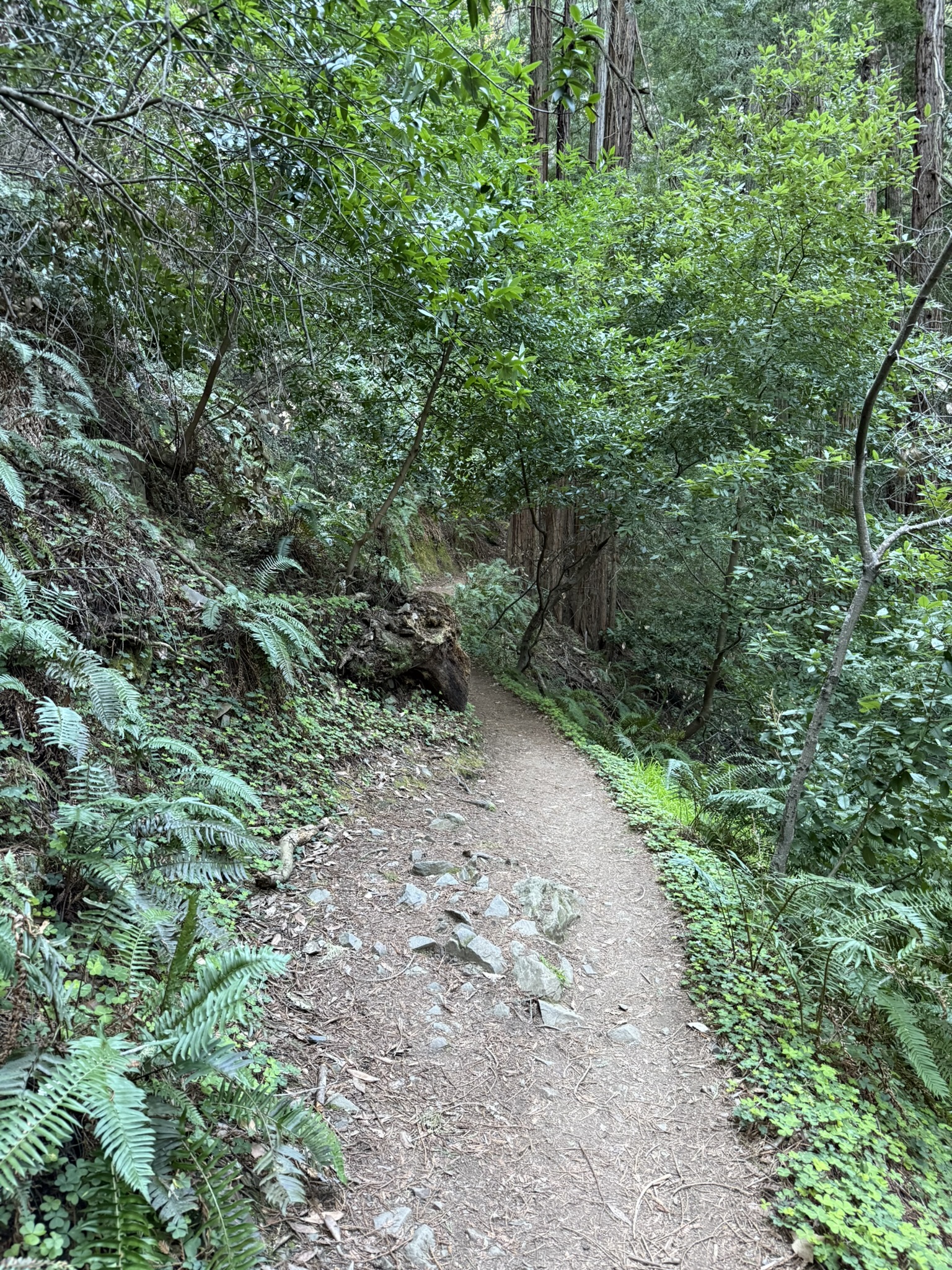 Ben Johnson Trail