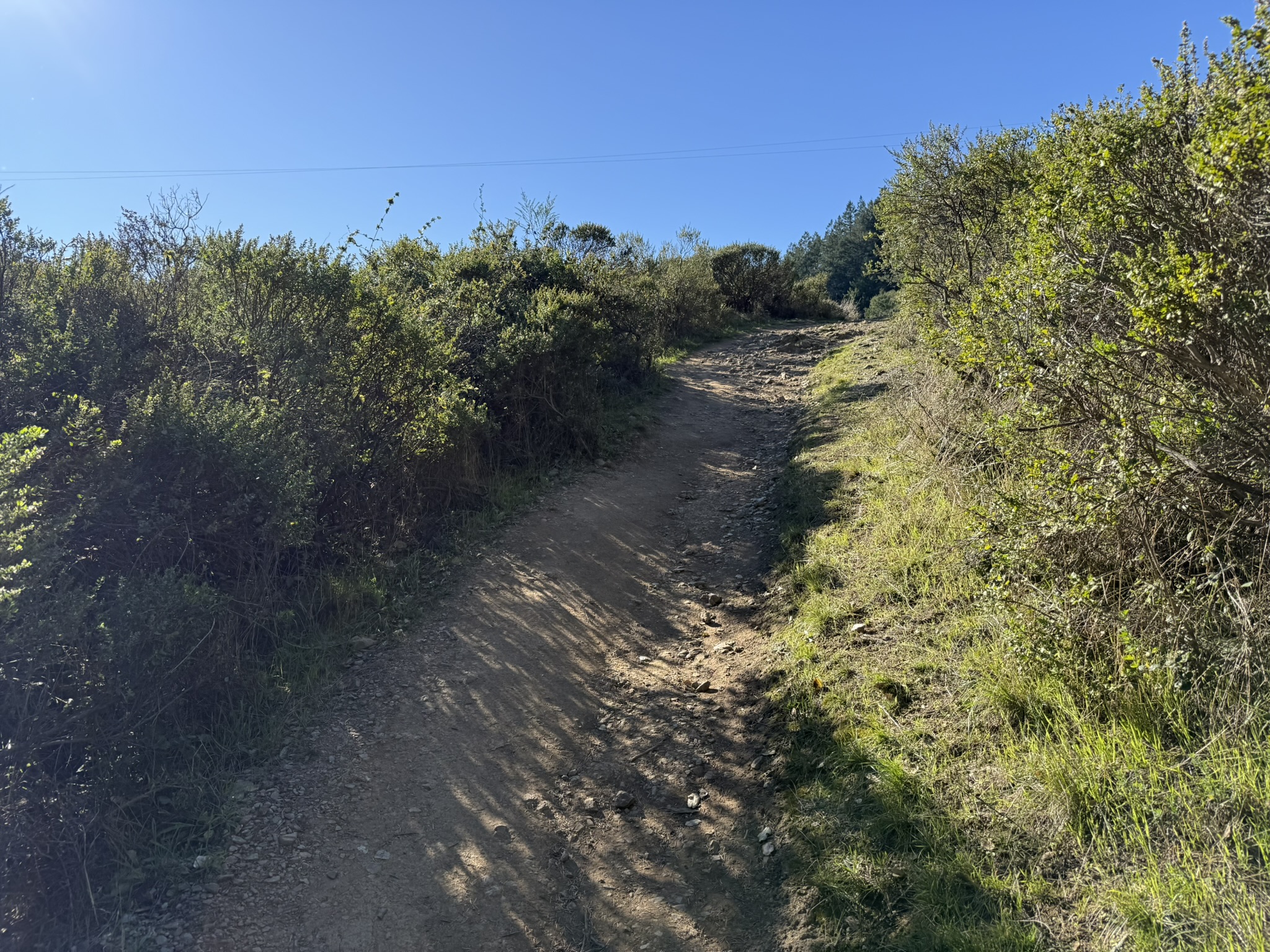 Dipsea Trail