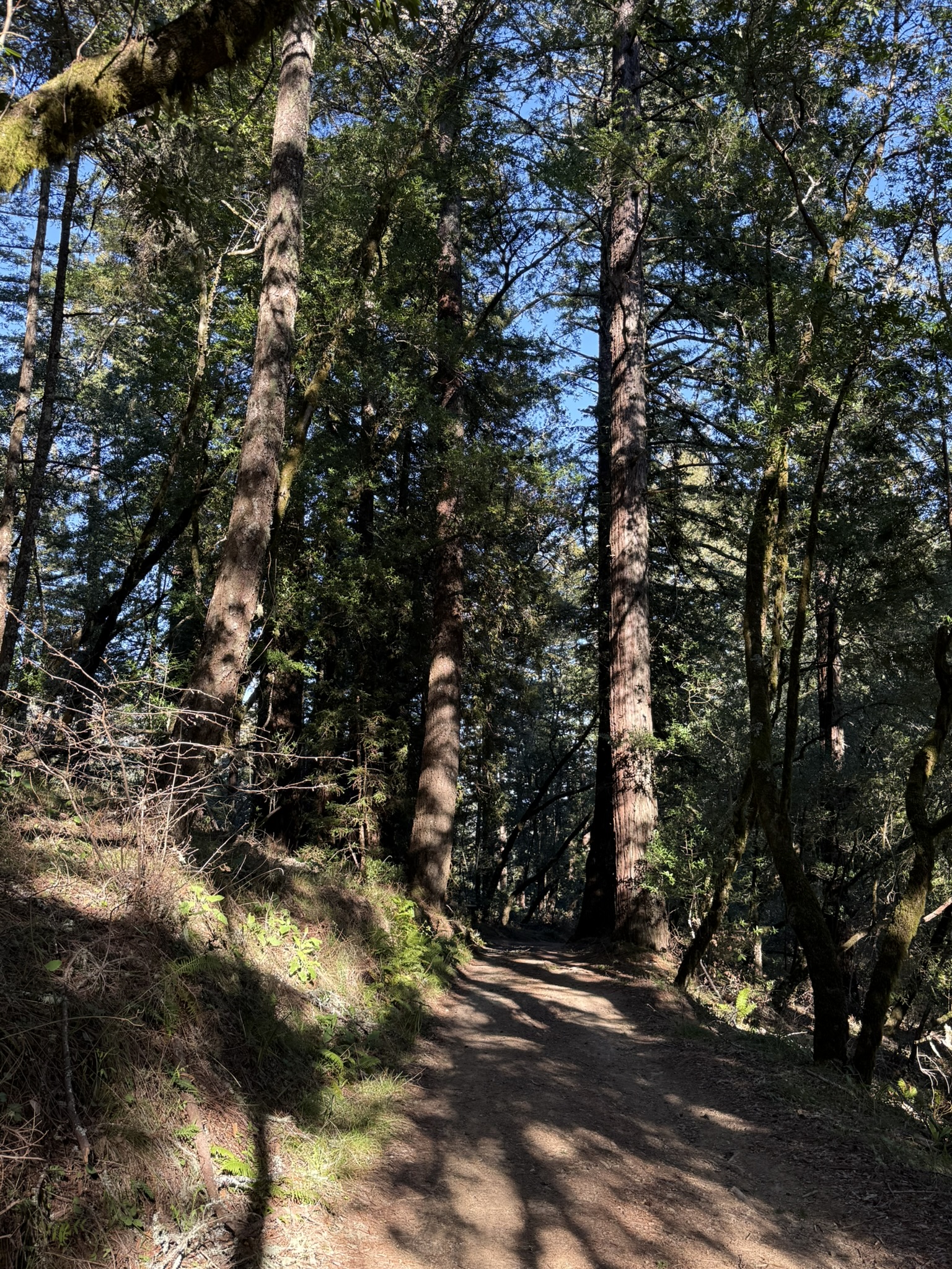 Dipsea Trail