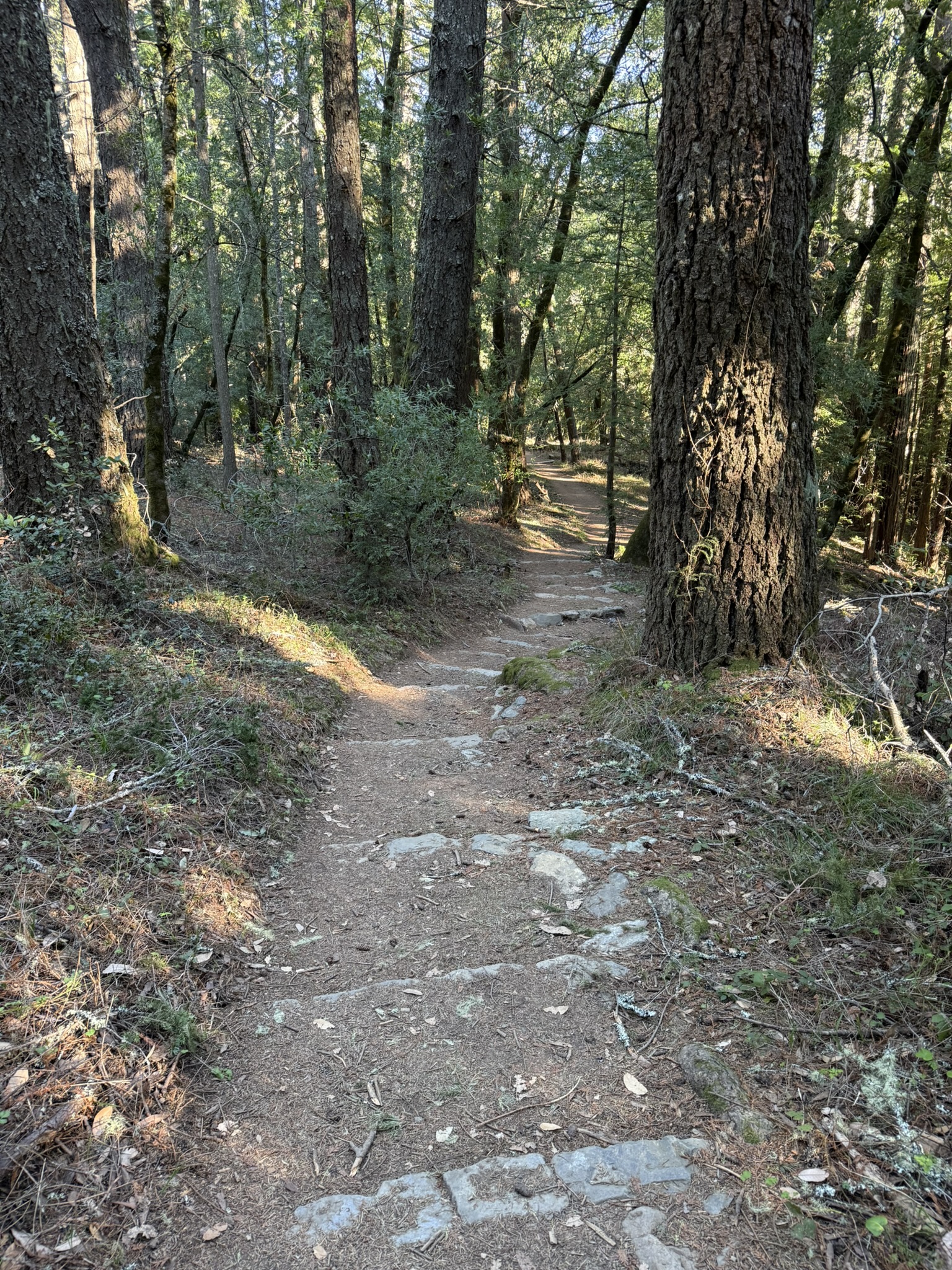 Dipsea Trail