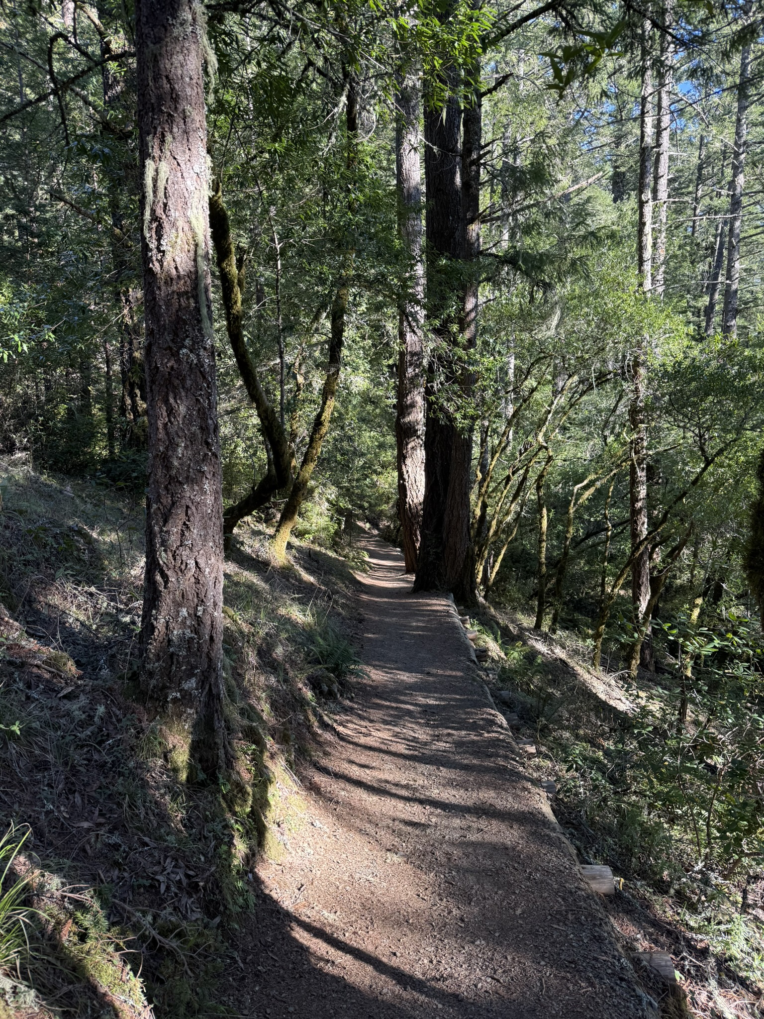 Dipsea Trail