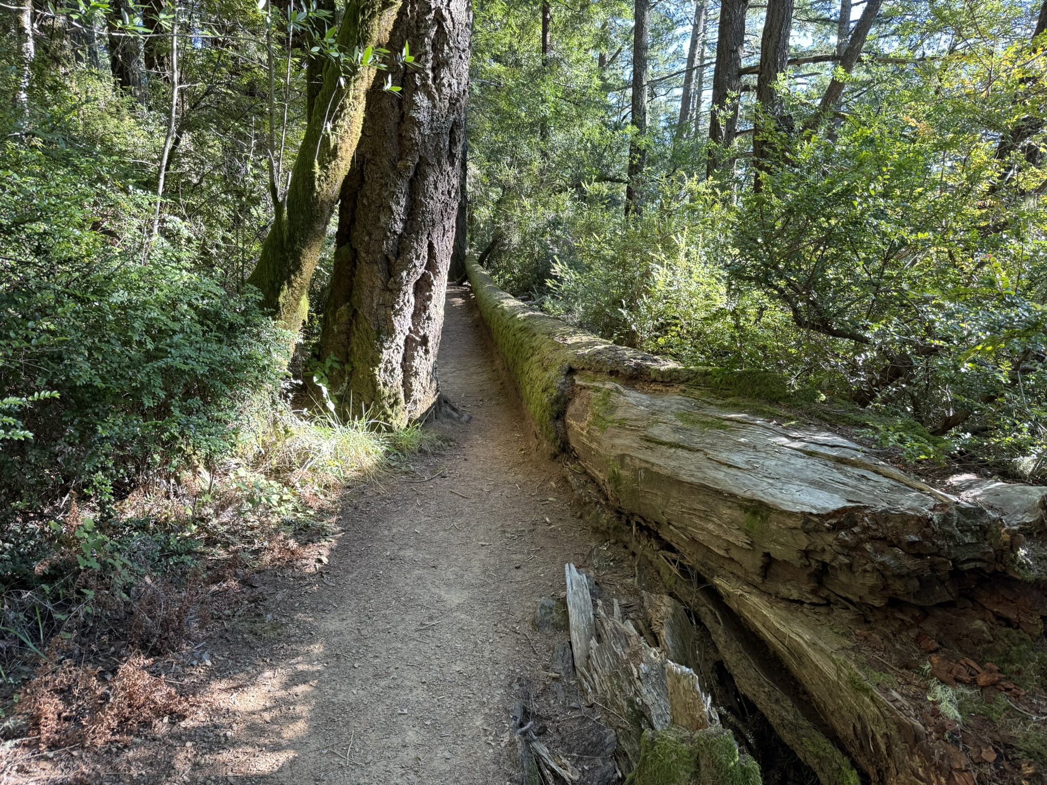 Dipsea Trail