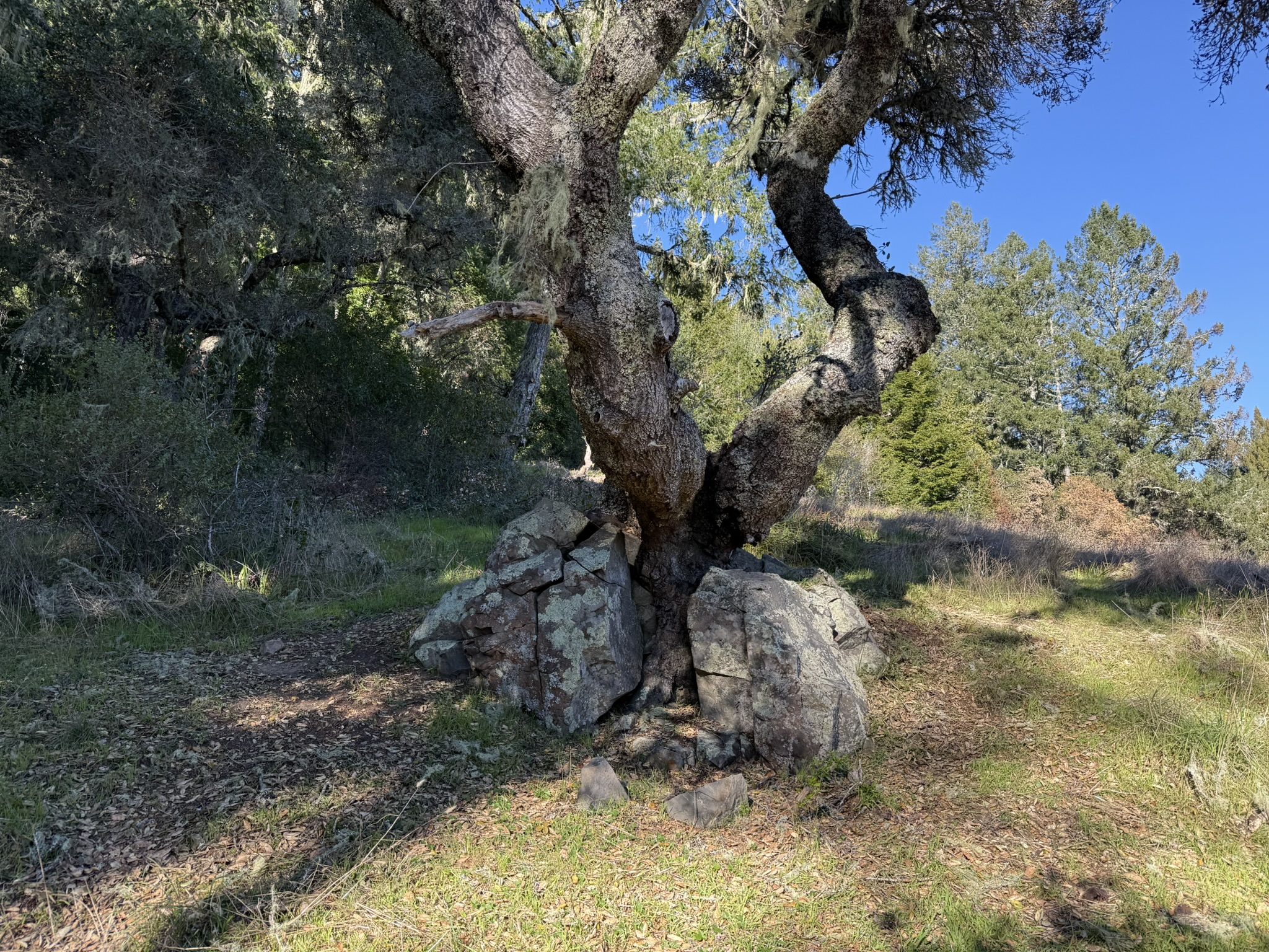 Dipsea Trail