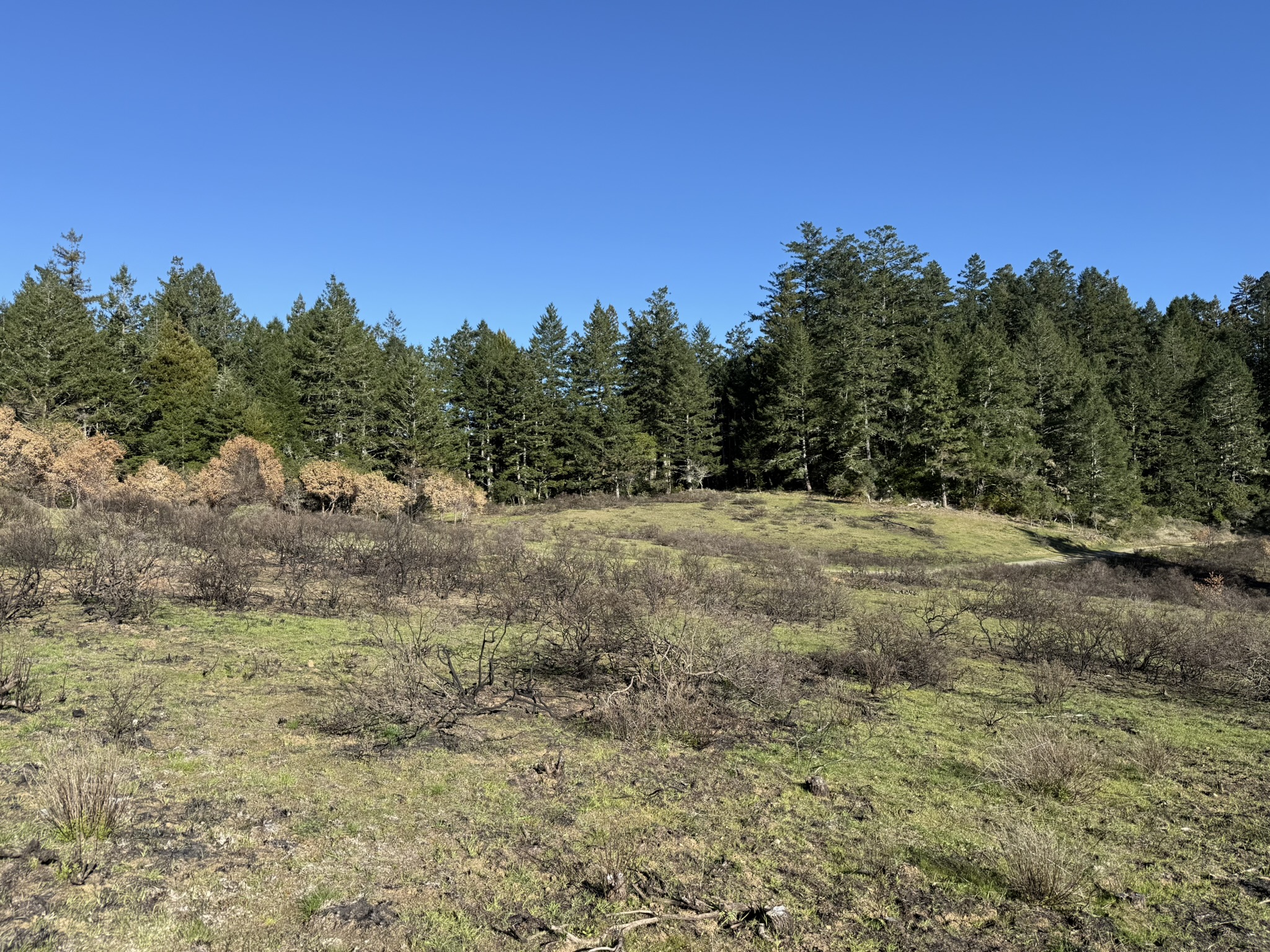 Dipsea Trail