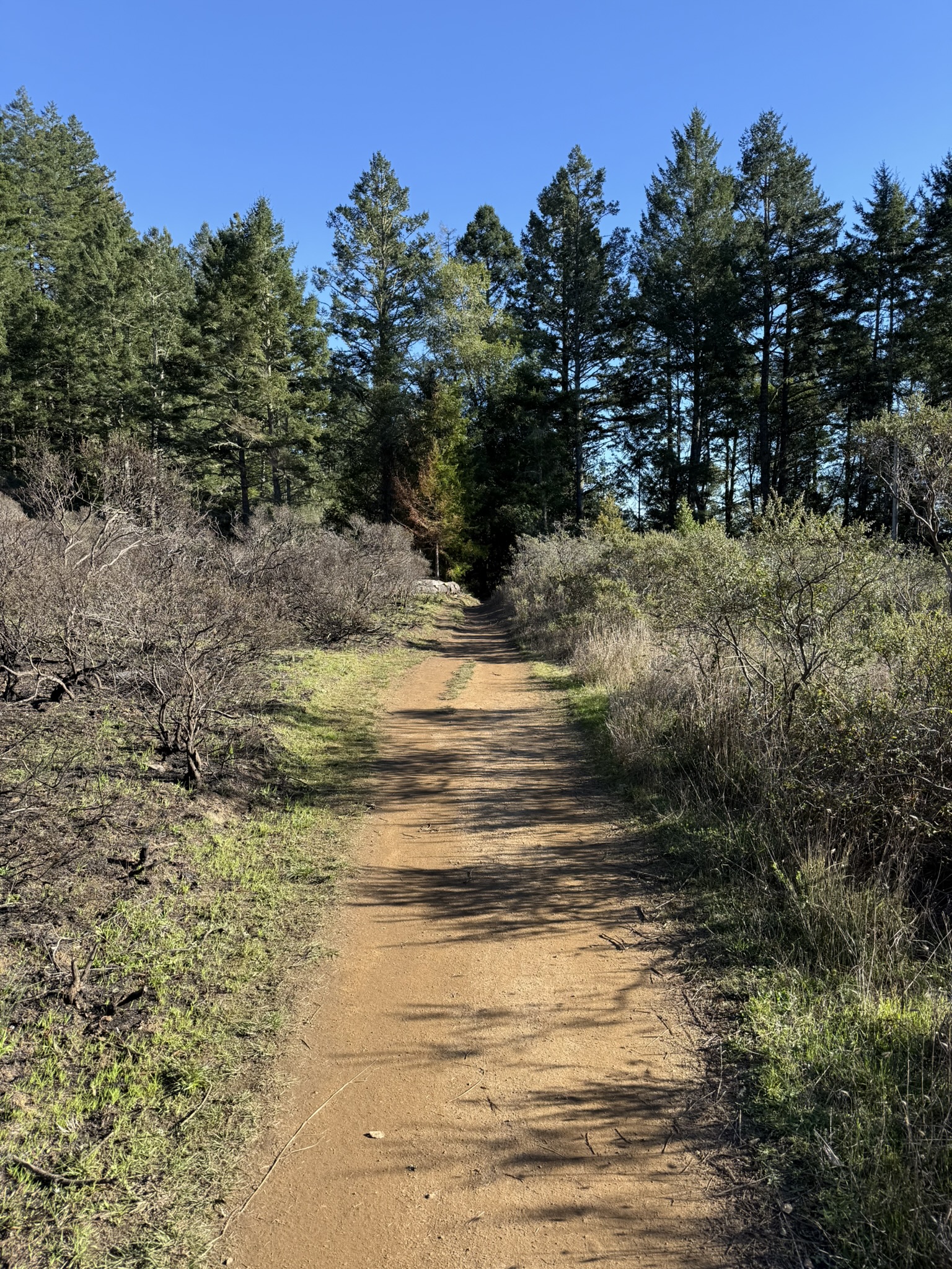 Dipsea Trail