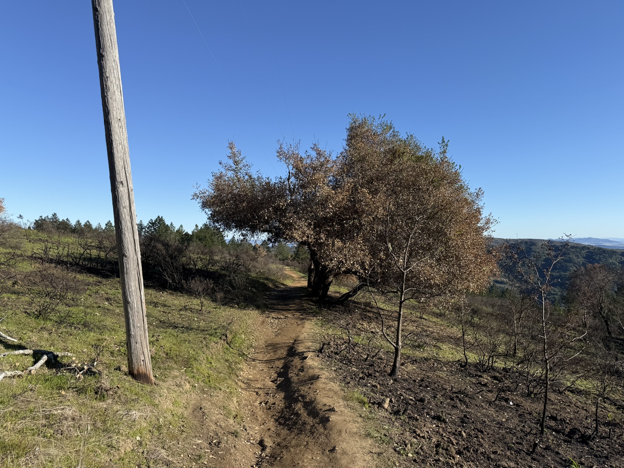 Dipsea Trail