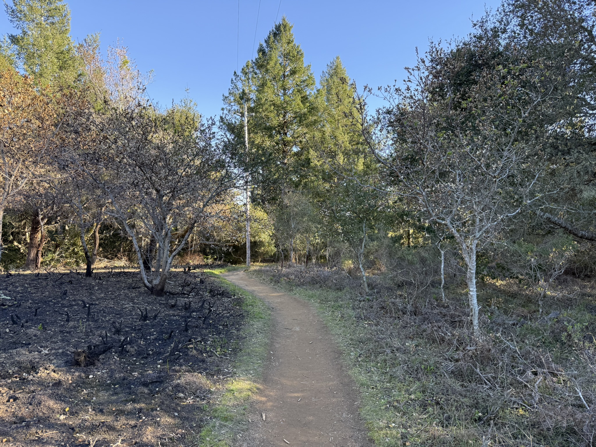 Dipsea Trail