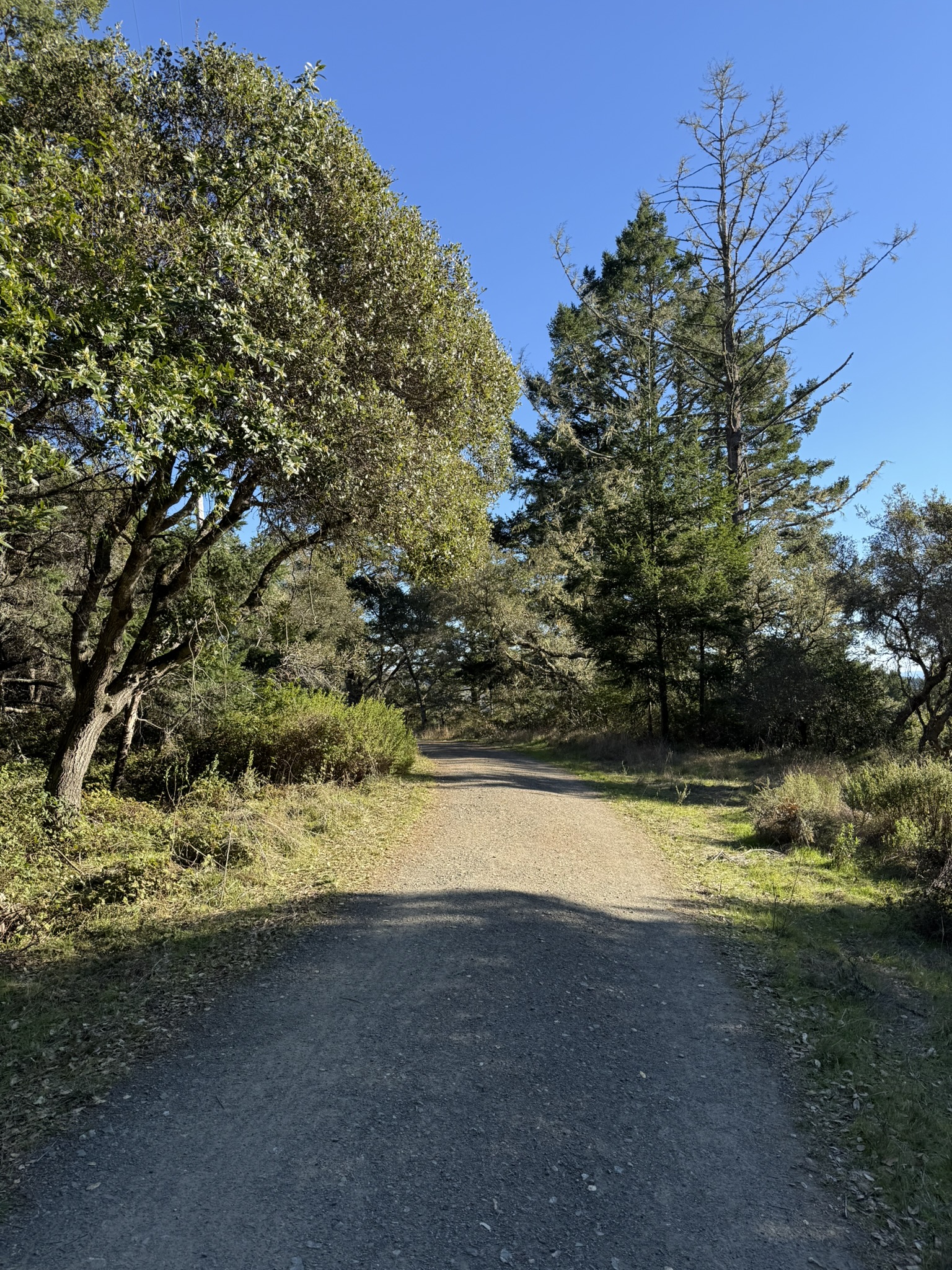 Dipsea Trail