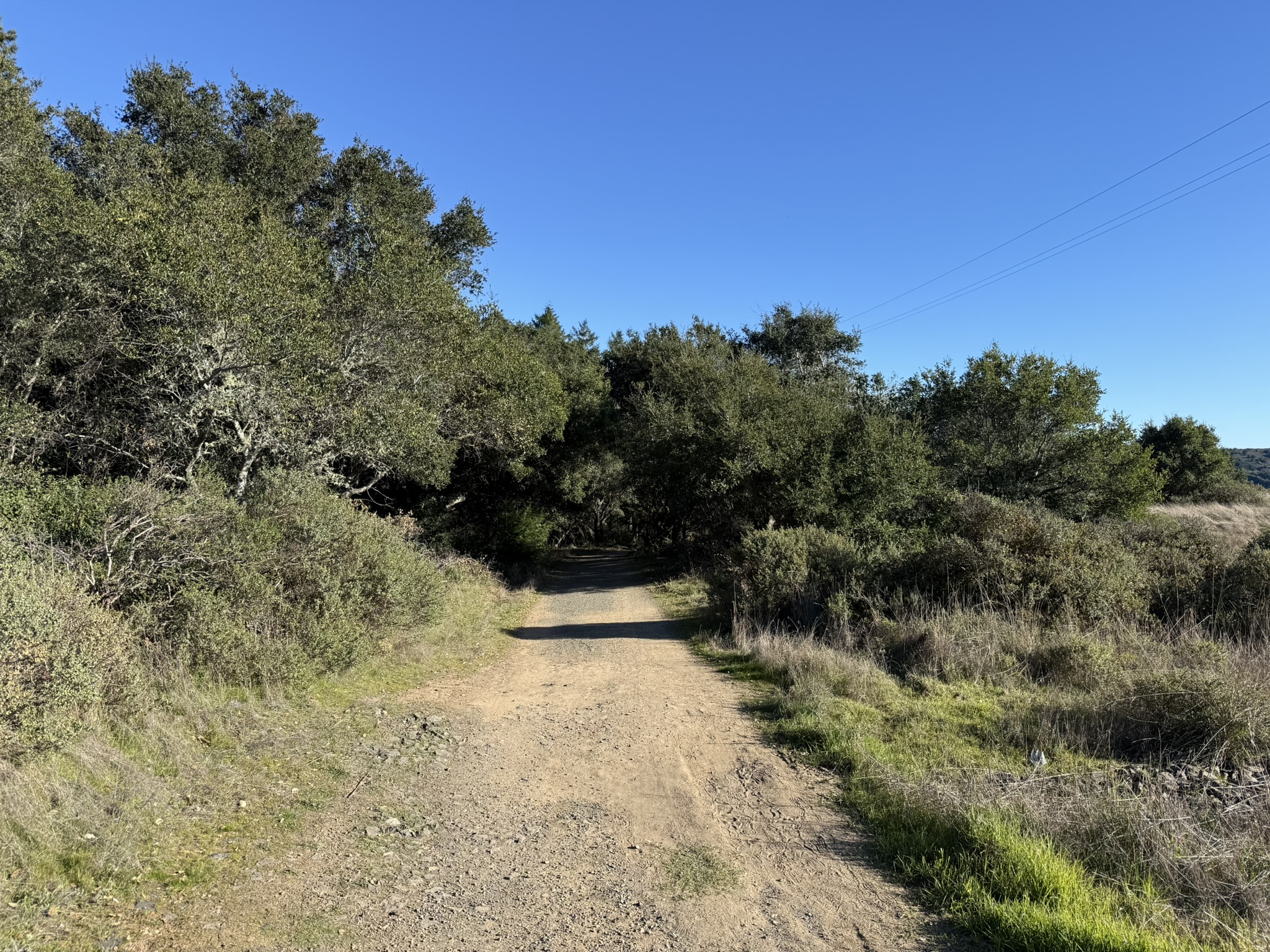 Dipsea Trail