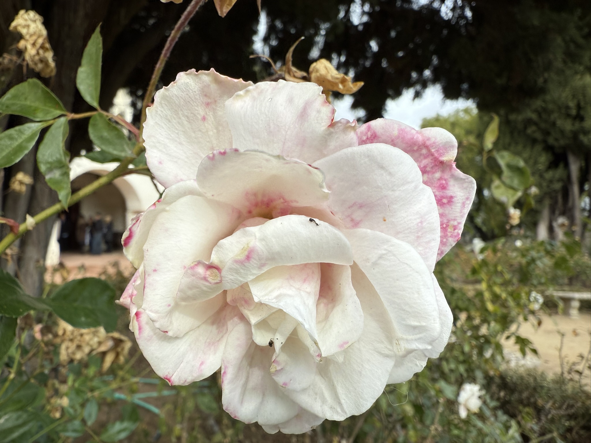 Mission San Juan Bautista