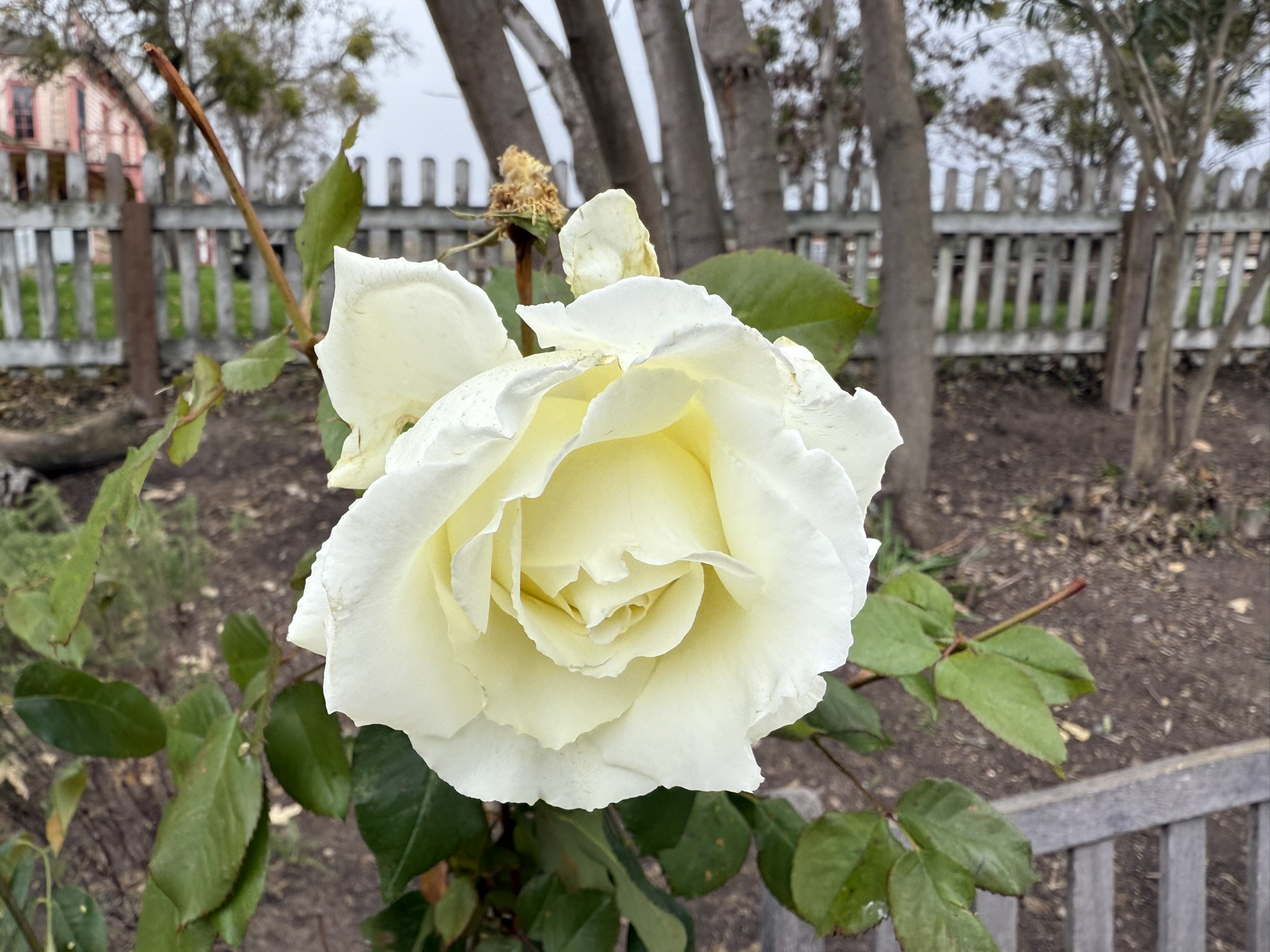 Mission San Juan Bautista