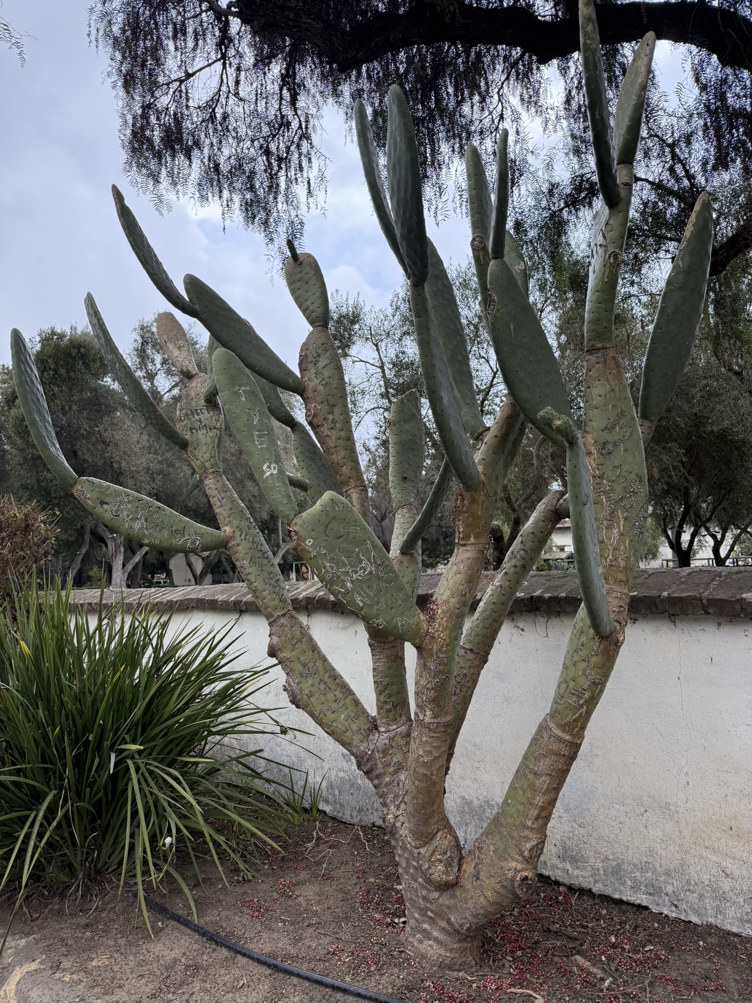 Mission San Juan Bautista