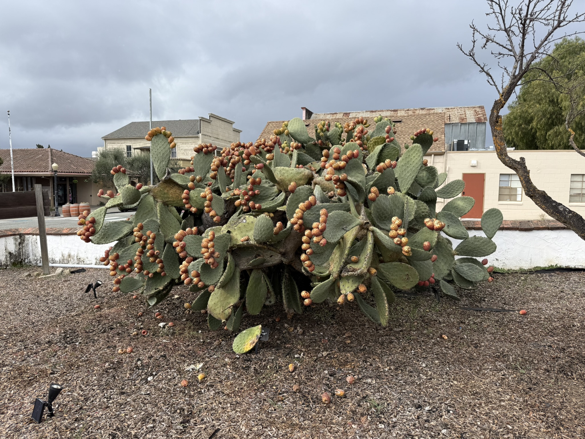 San Juan Bautista State Historic Park