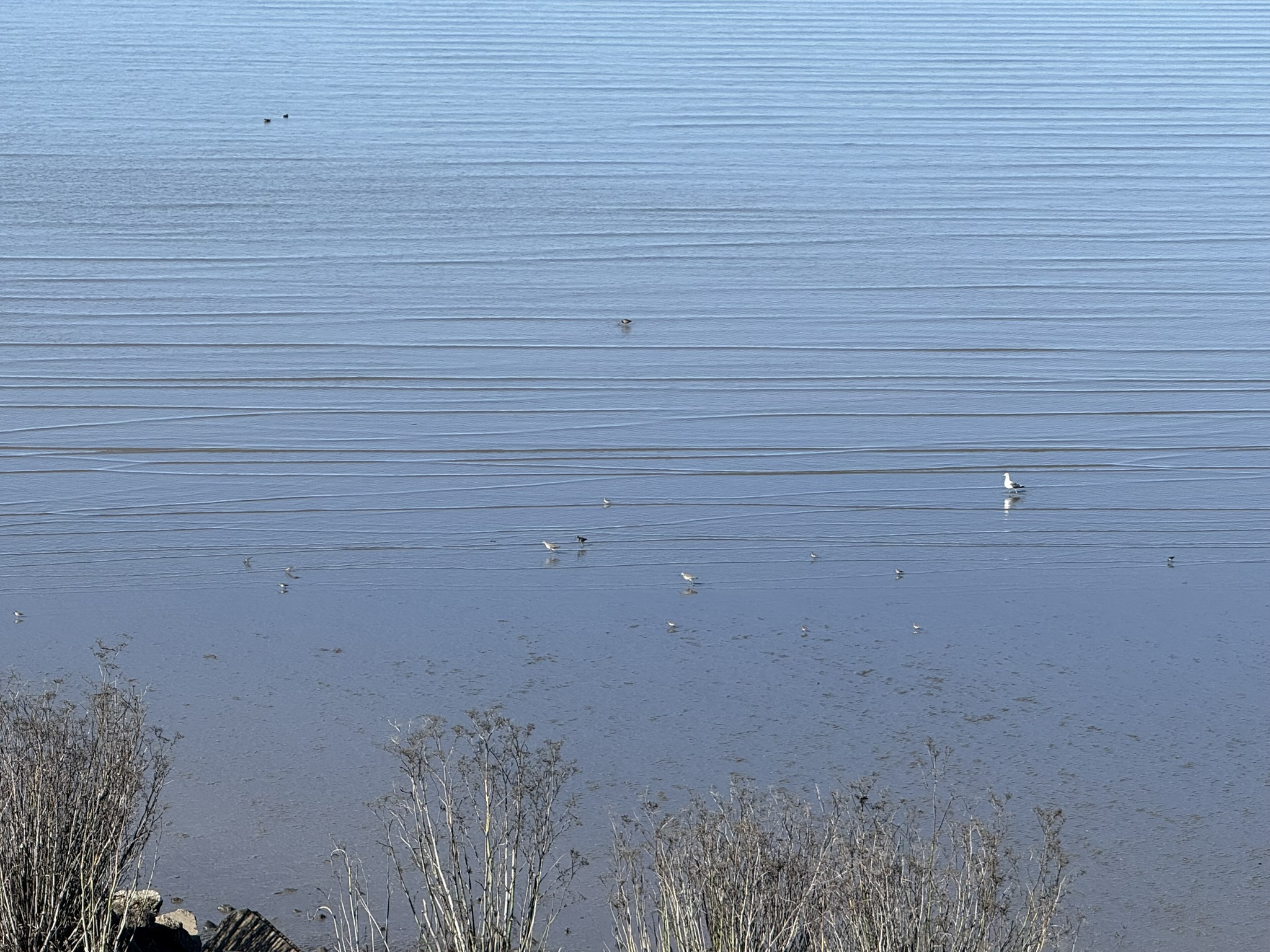 San Pablo Bay Regional Shoreline Trail