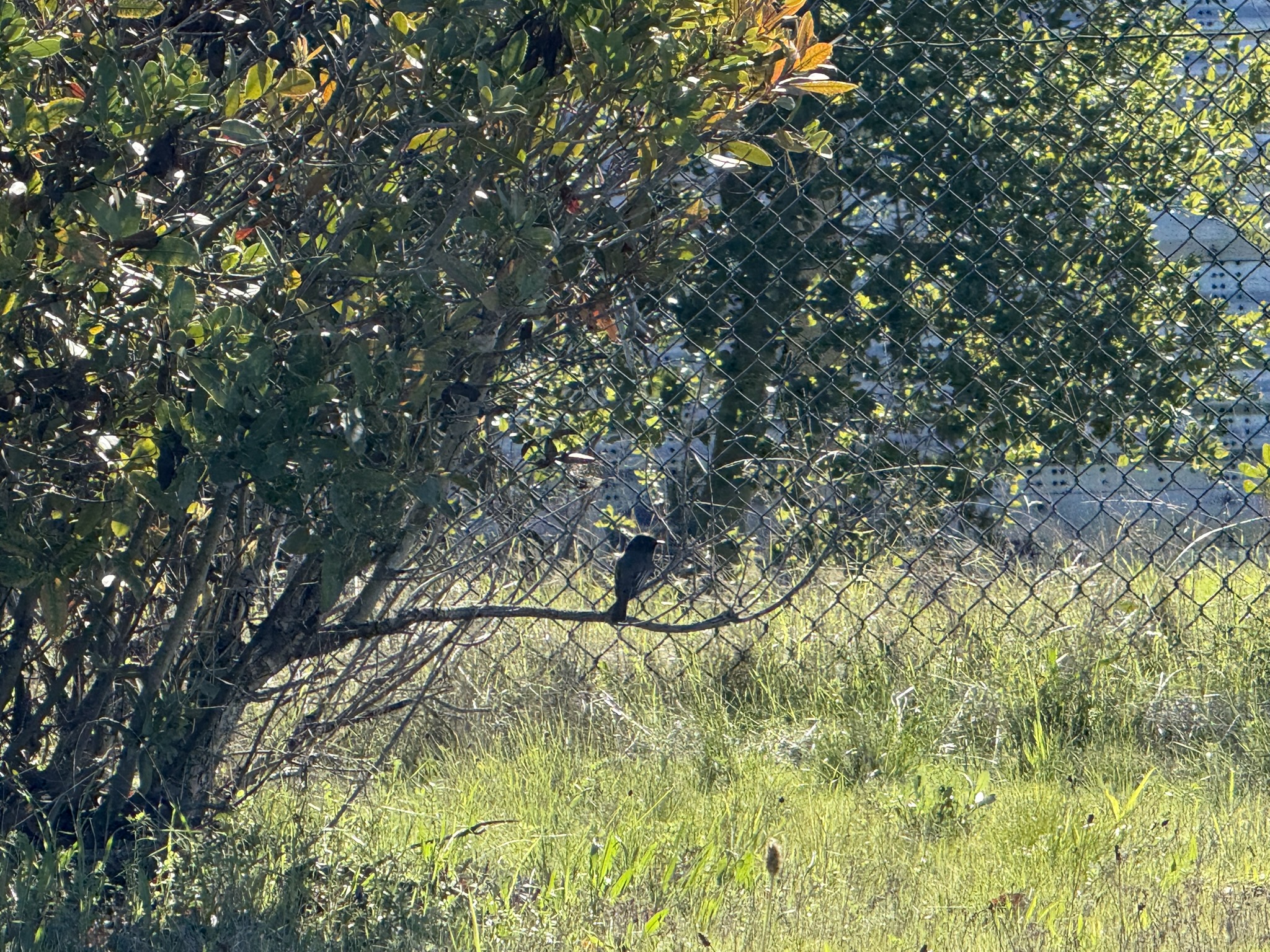 San Pablo Bay Regional Shoreline Trail